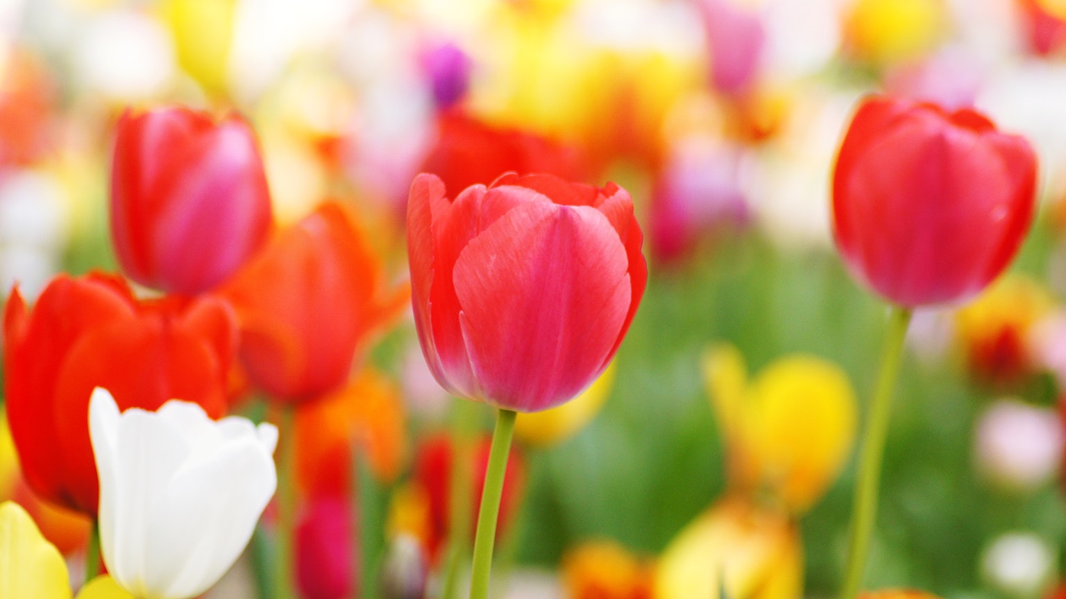 Cận cảnh vườn tulip rực rỡ với nhiều màu sắc