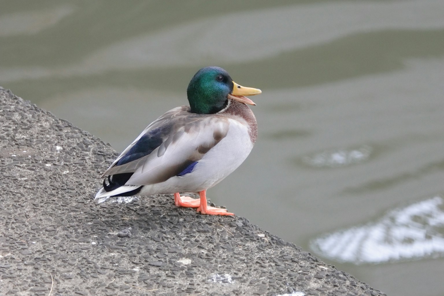 Male mallard duck standing by the water's edge
