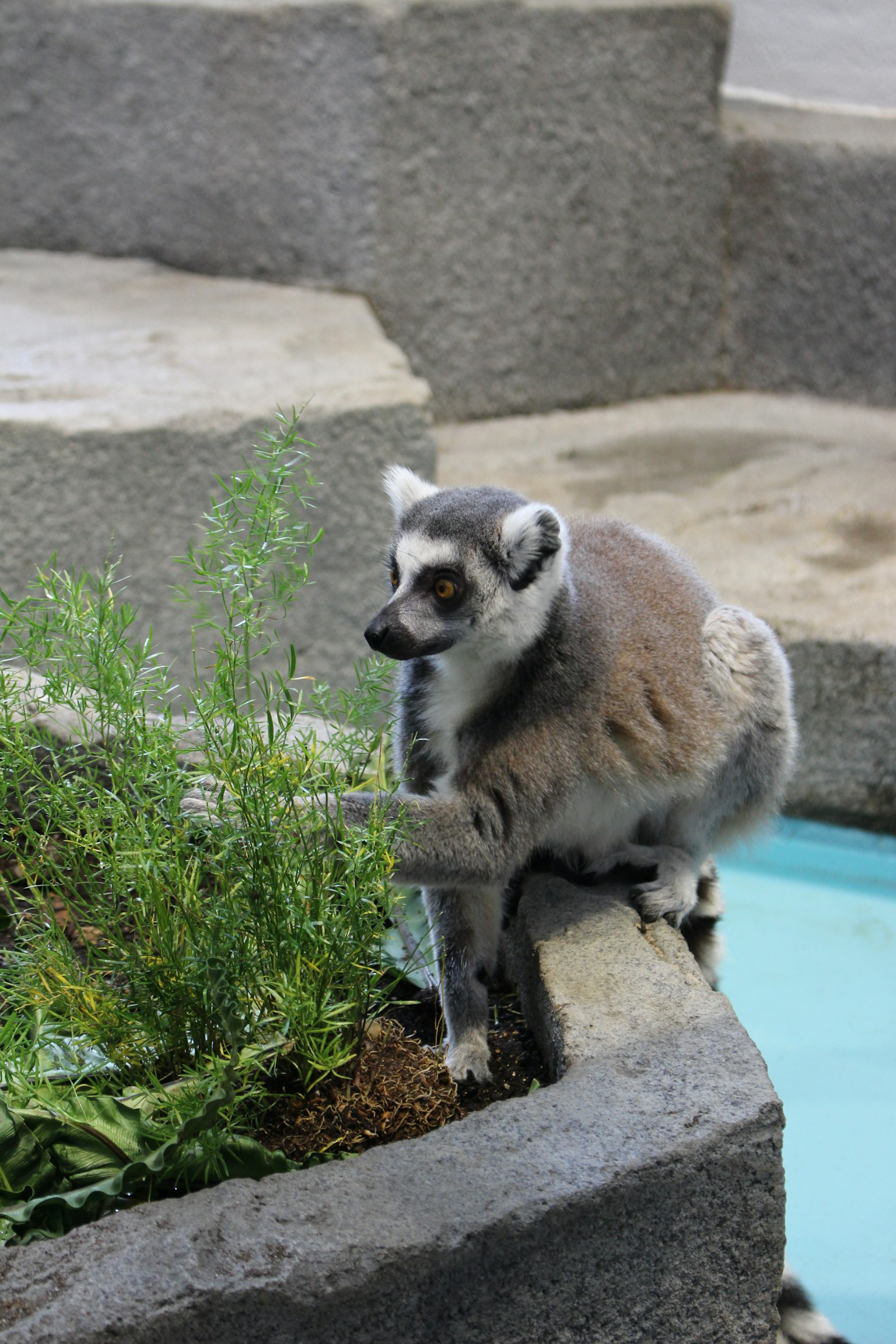 A ring-tailed lemur sitting near green plants exploring its environment
