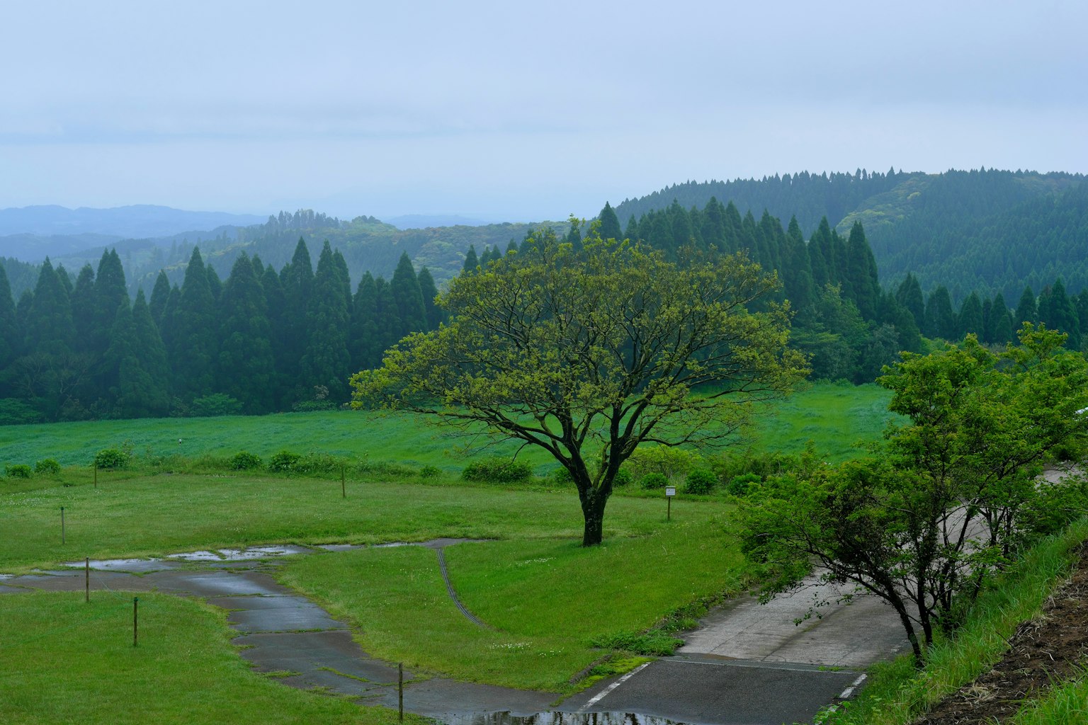 Lush green meadow with a solitary tree and dense forest in the background
