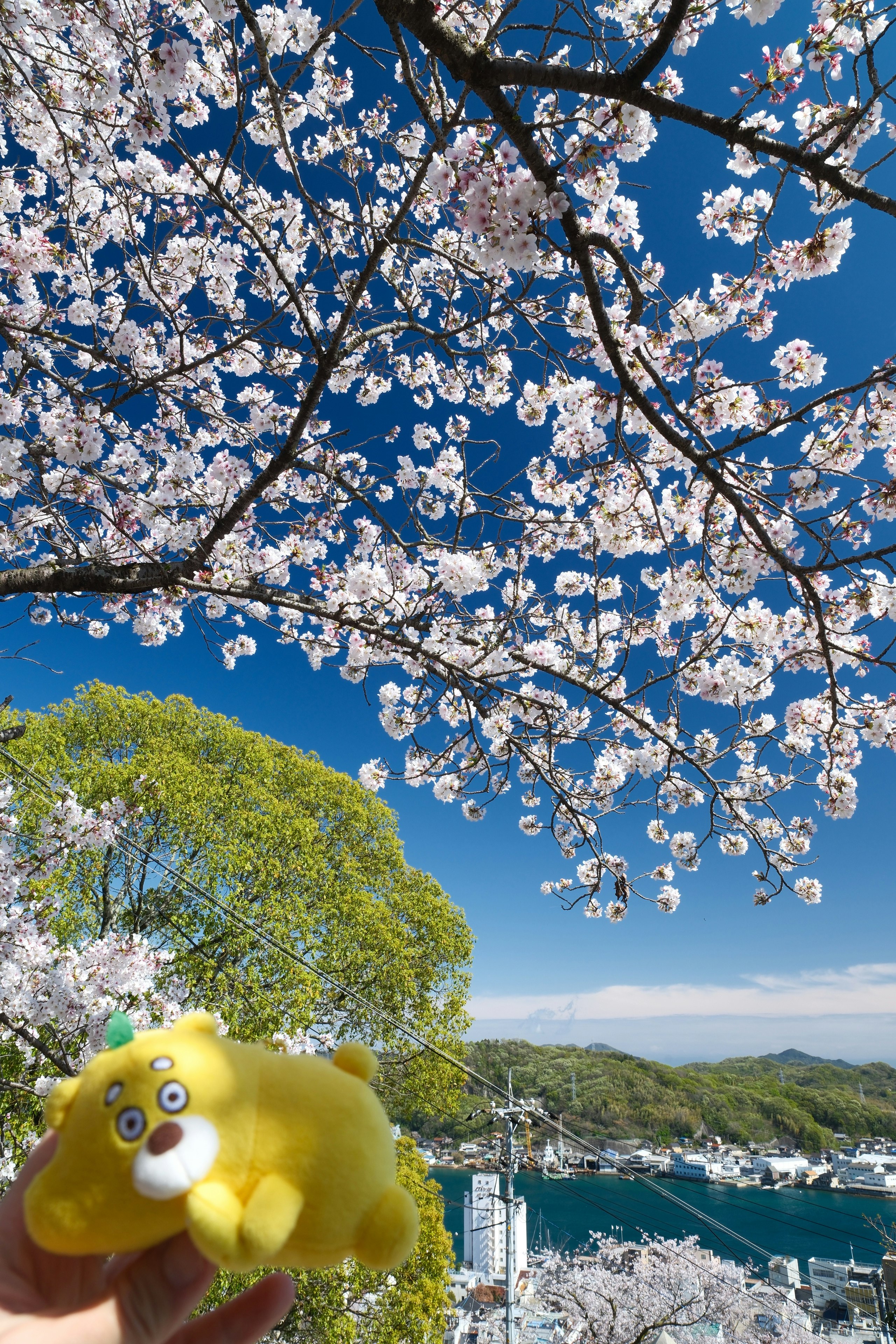 尾道市の千光寺公園で咲く桜の花と青空の景色