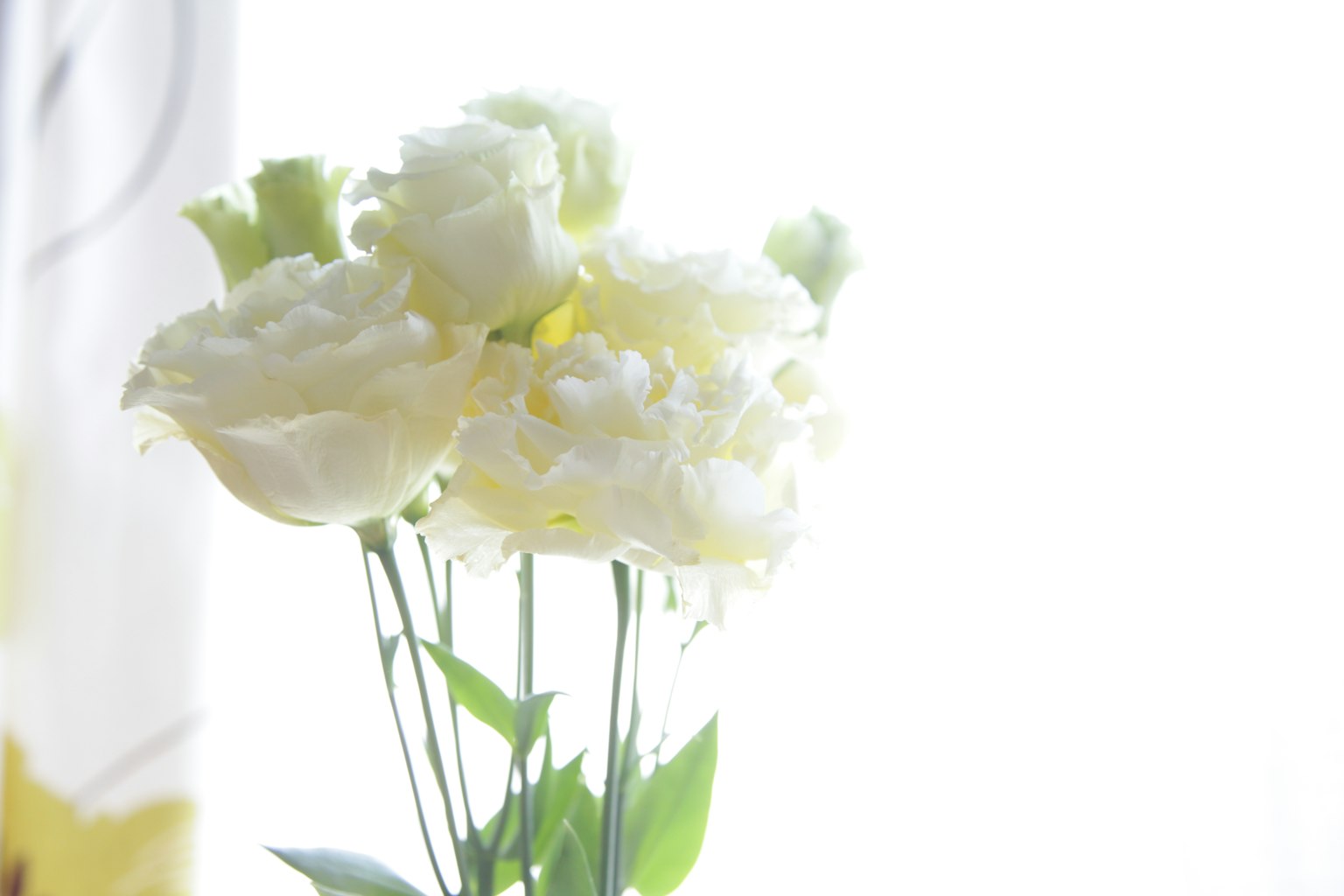 A bouquet of white flowers against a bright background