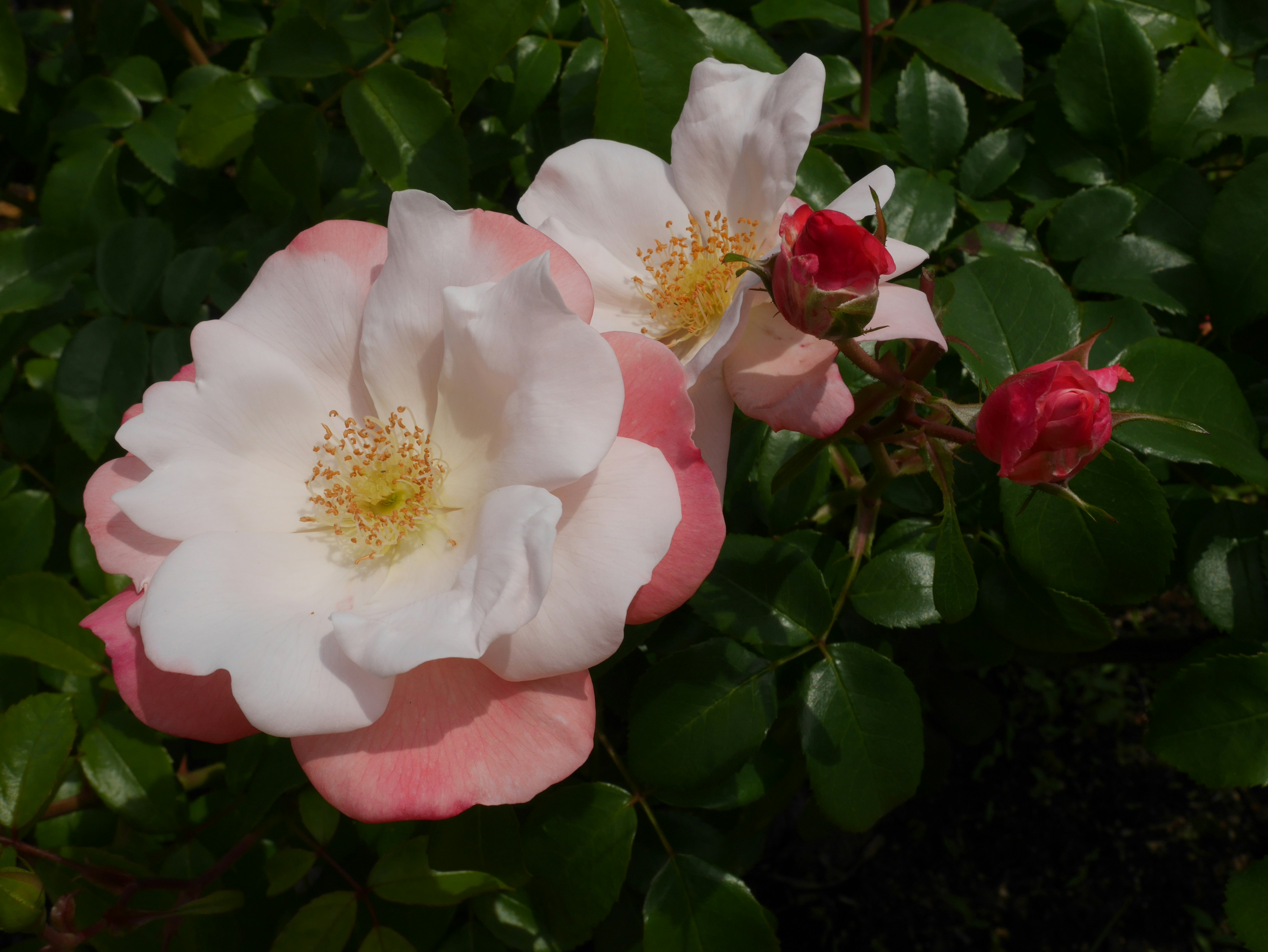 花びらが重なるバラの花とつぼみのクローズアップ