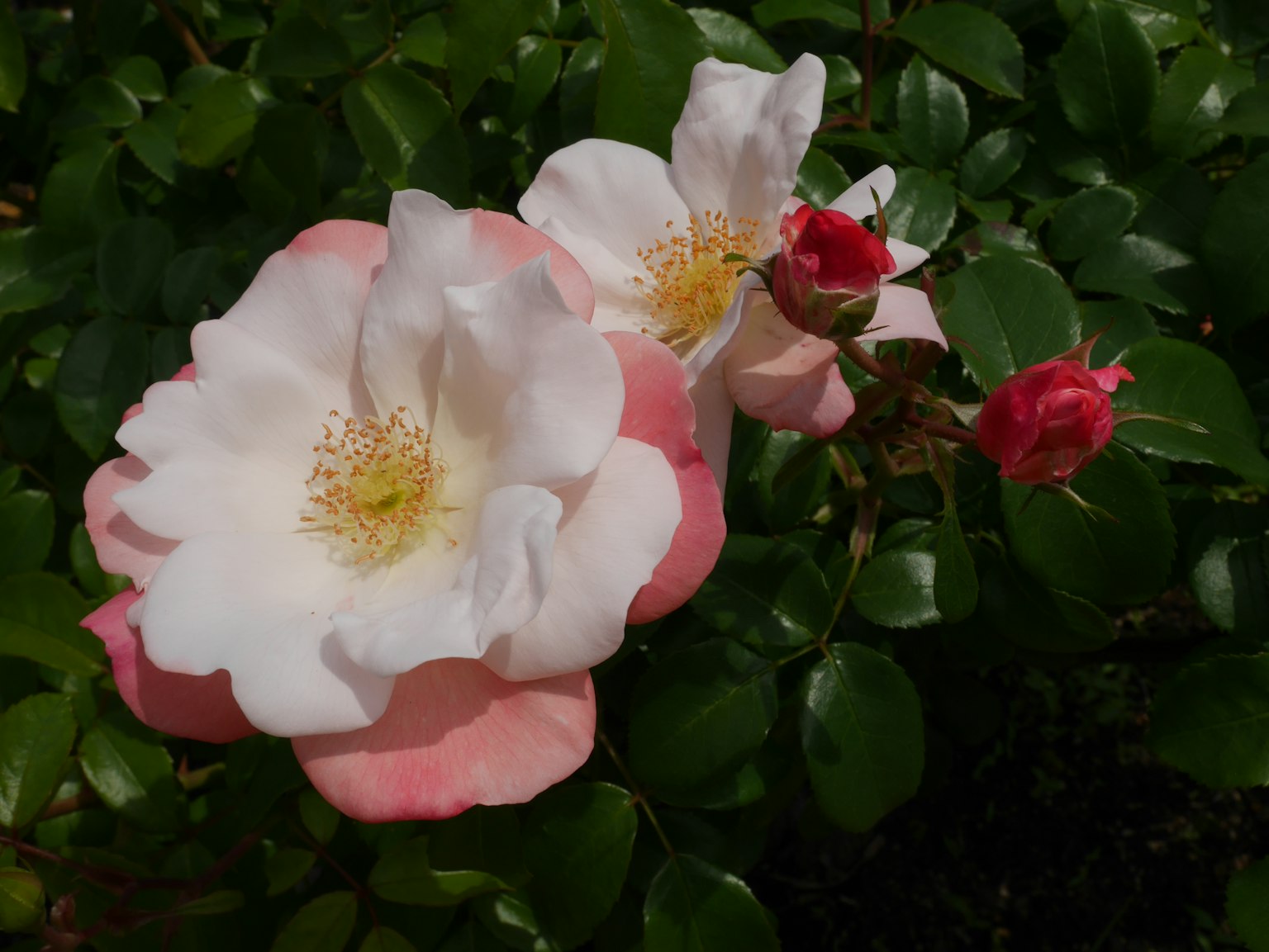 Rosenblüten in Rosa und Weiß mit Knospen umgeben von grünen Blättern