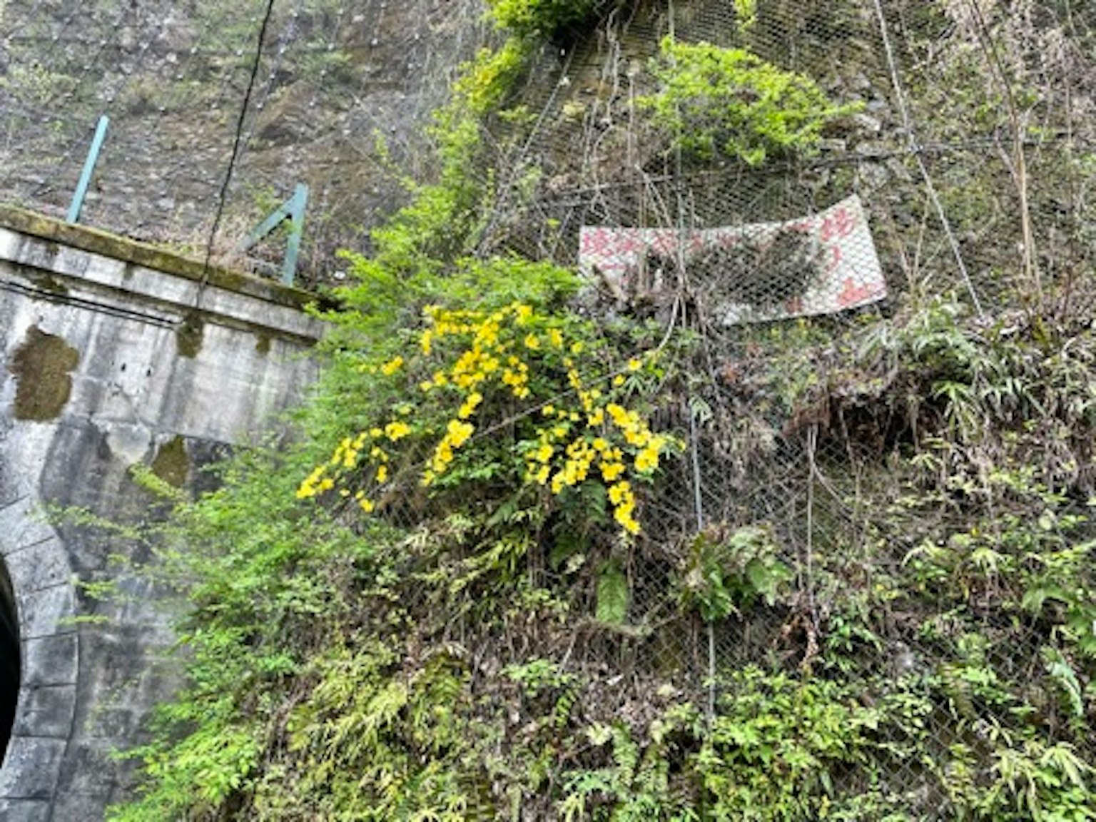 隧道附近的繁茂懸崖上生長的黃色花朵和警告標誌