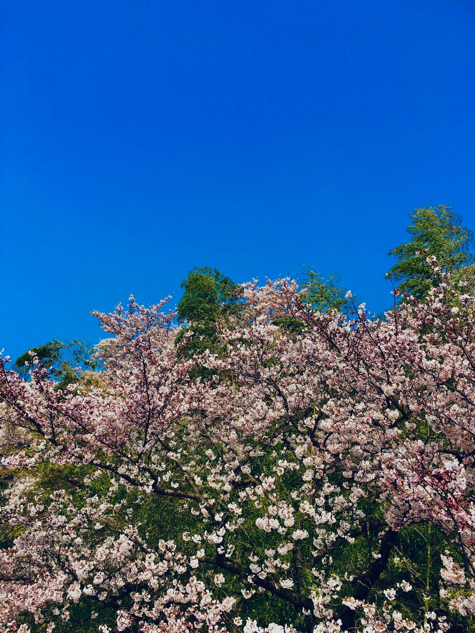 Kirschblütenbäume vor einem klaren blauen Himmel