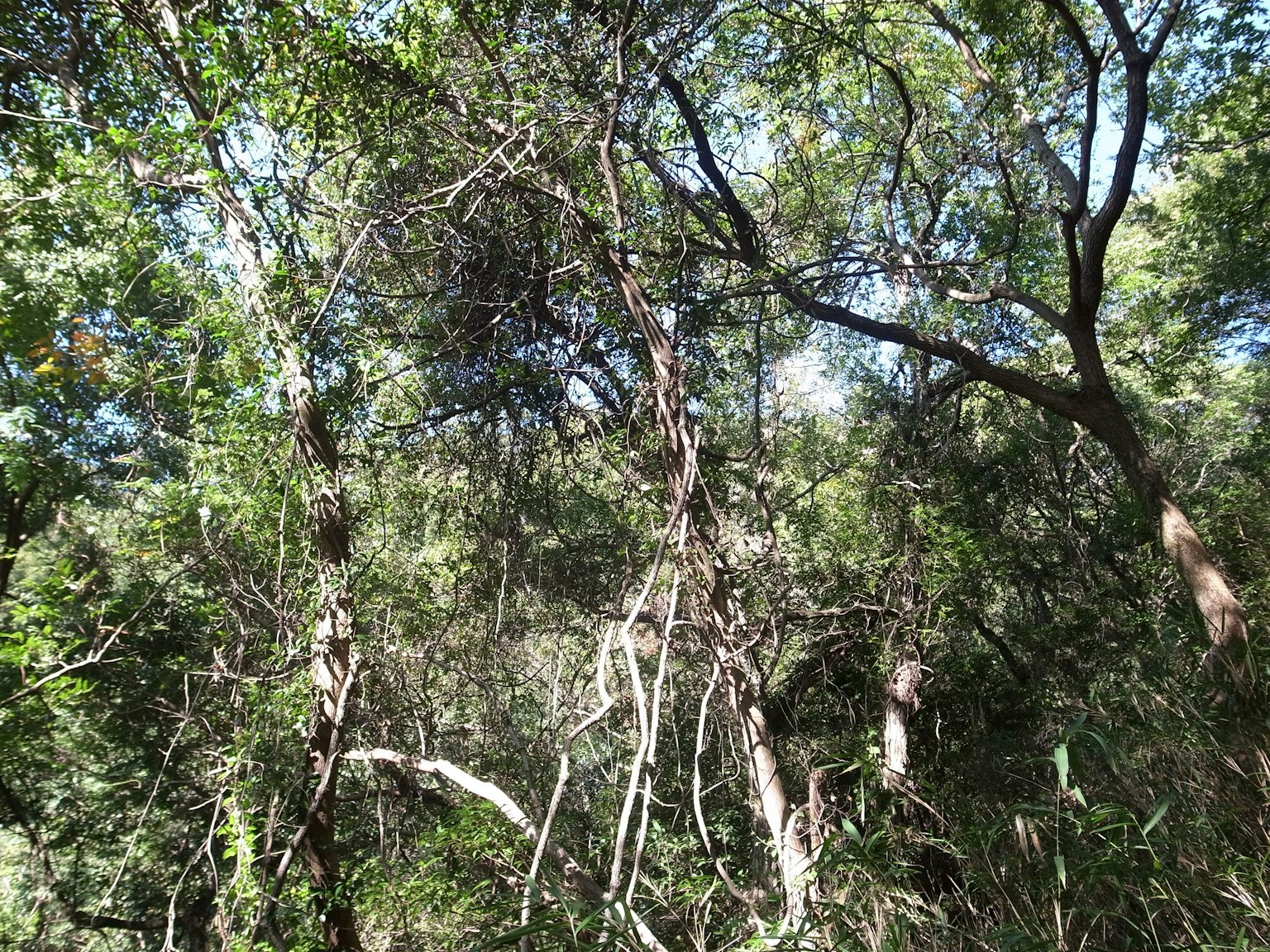 Scena di foresta lussureggiante con alberi fitti e luce solare che filtra
