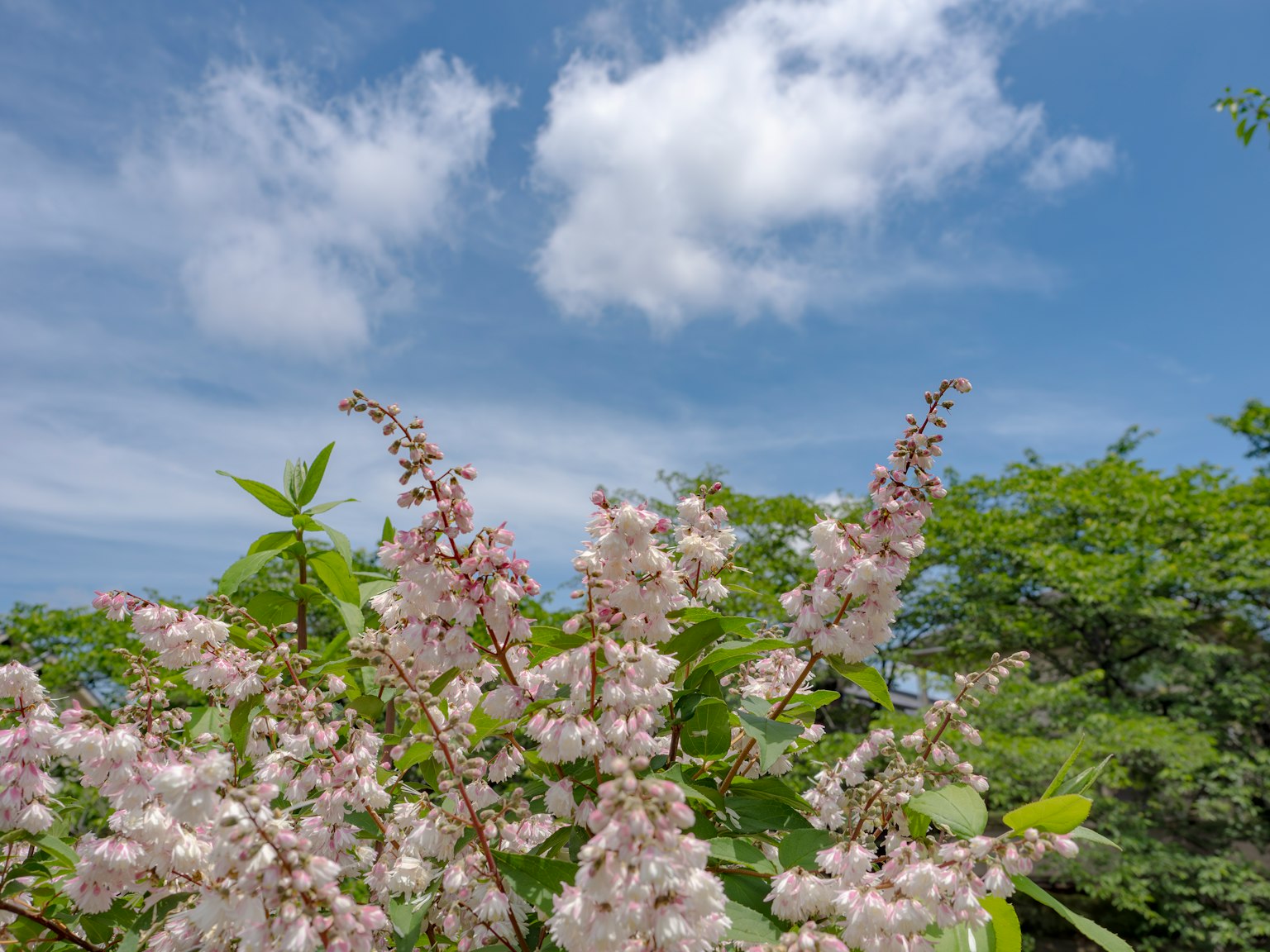 Pianta fiorita con fiori bianchi contro un cielo azzurro e nuvole soffici