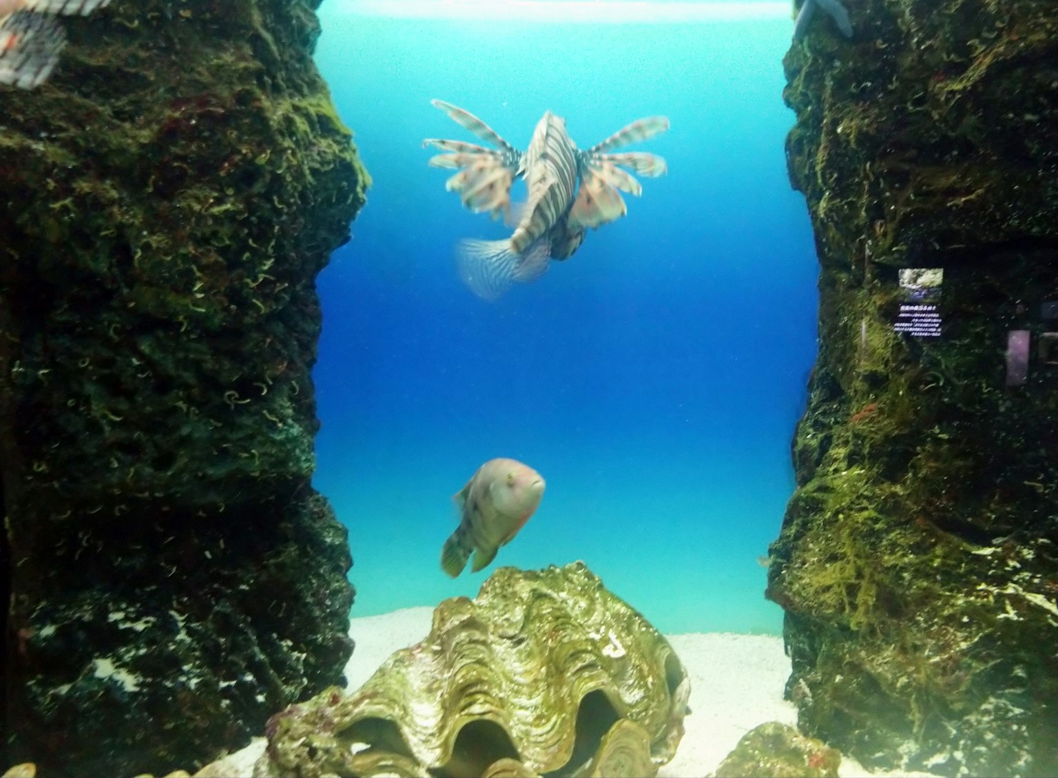 Scène sous-marine colorée avec des poissons et des rochers