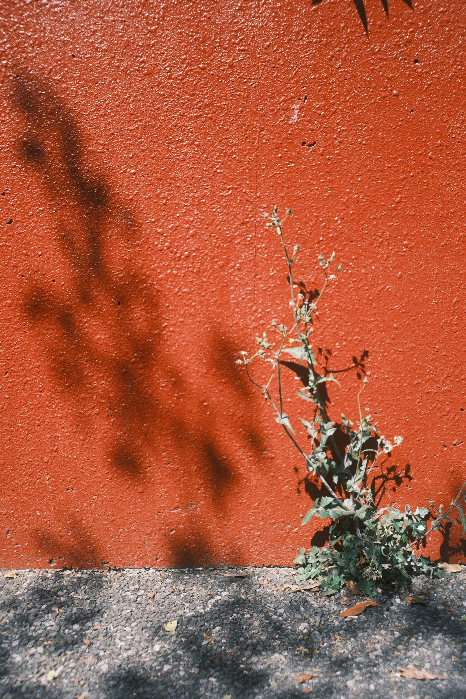 Una pequeña planta que crece contra una pared roja con sombras