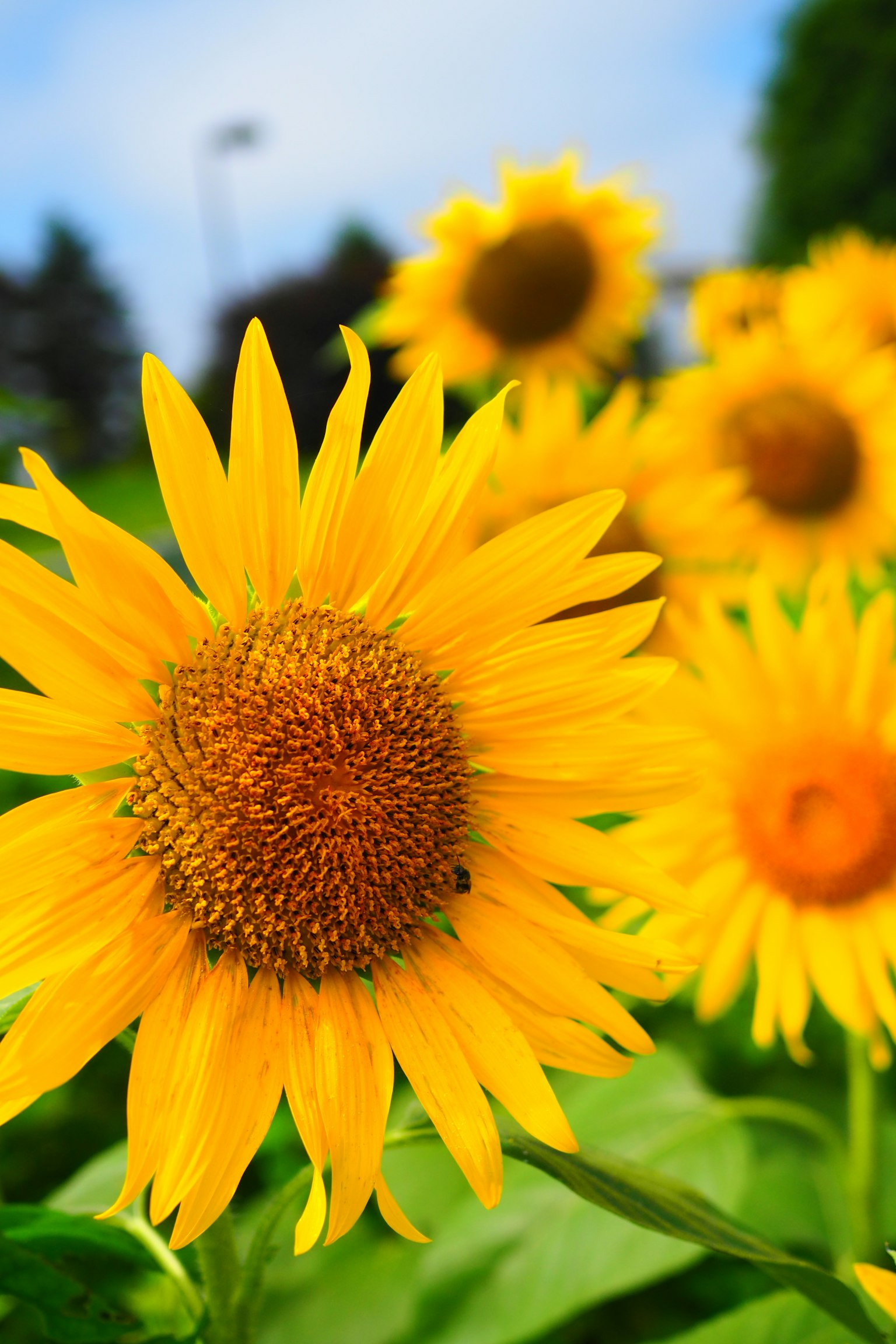 Gros plan sur des tournesols vibrants dans un champ ensoleillé