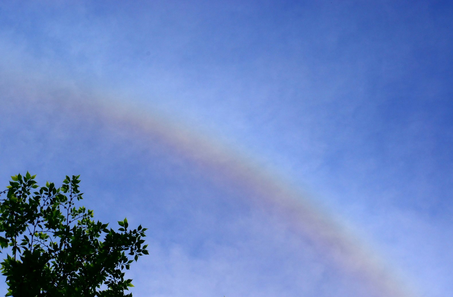 朝方の空にかかる虹と木々