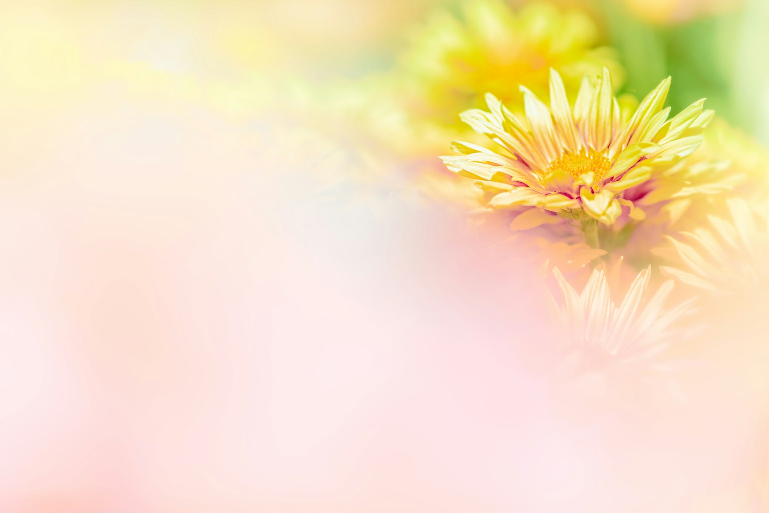 ภาพสวยของดอกไม้สีอ่อนบนพื้นหลังเบลอ