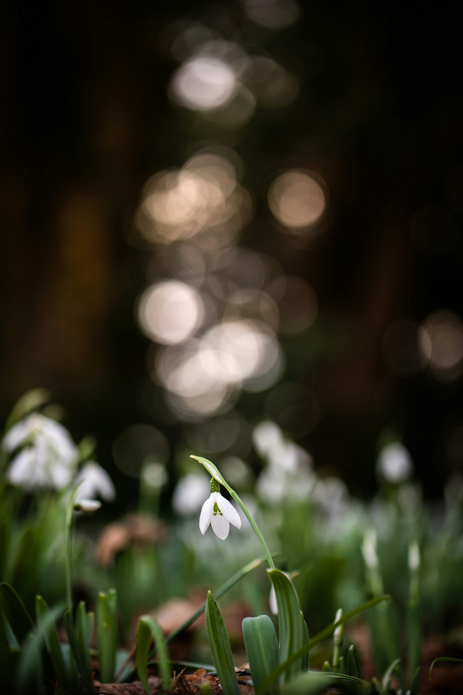 Fleurs de perce-neige blanches émergeant des feuilles vertes avec un fond de lumière chaude floue