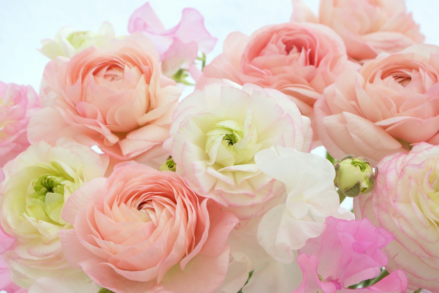 一束淡粉色和白色的毛茛花