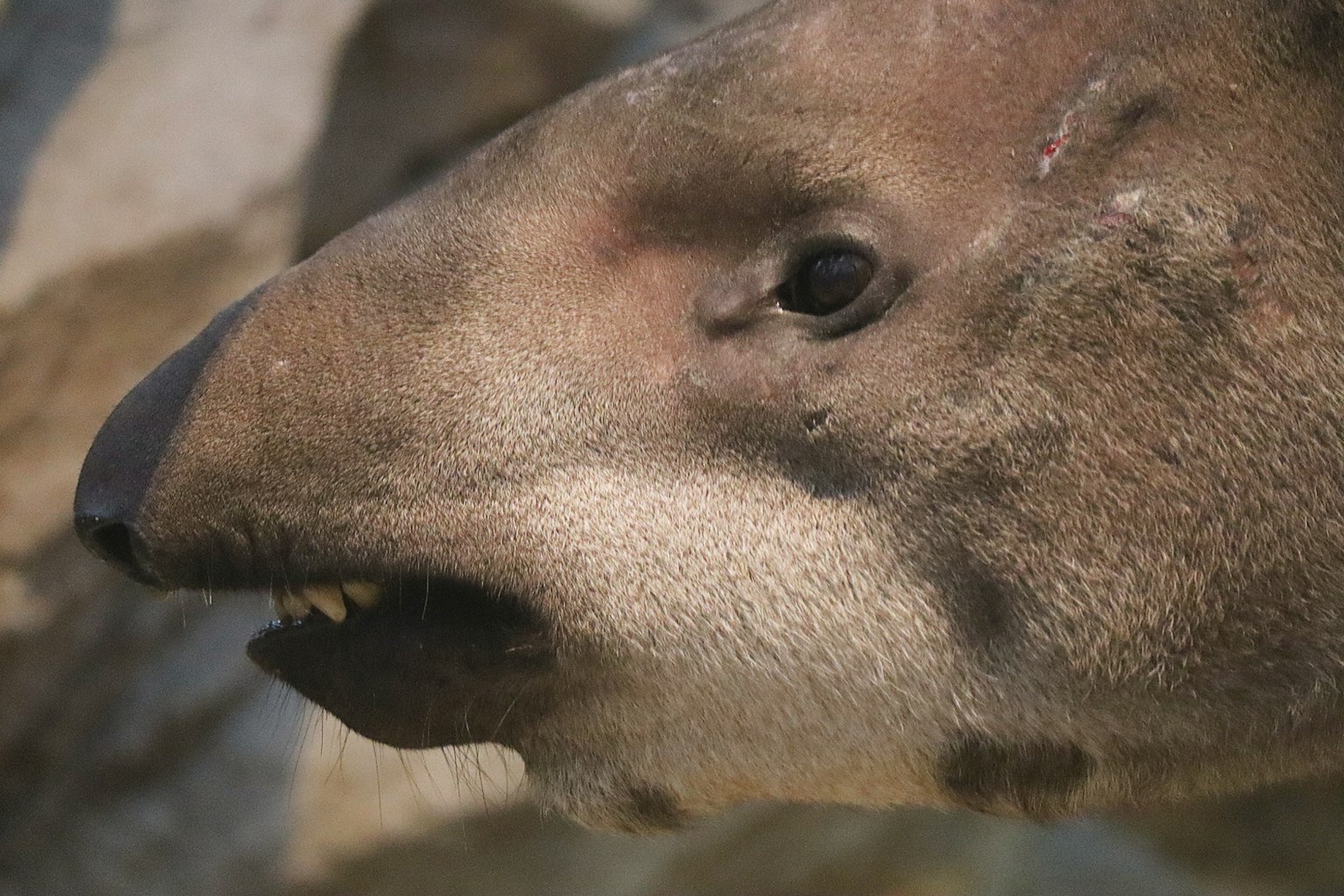 This image is a close-up of a tapir's face showing its distinctive nose and eye