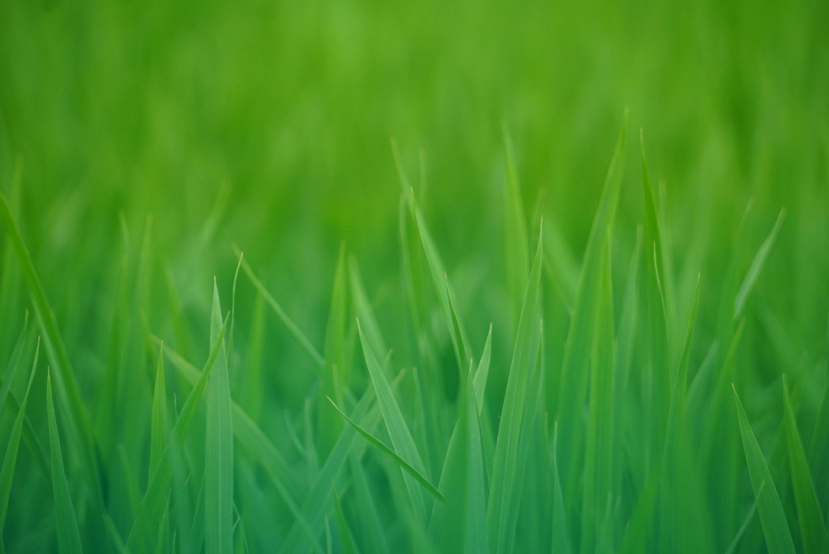 緑の稲が生い茂る田んぼの風景