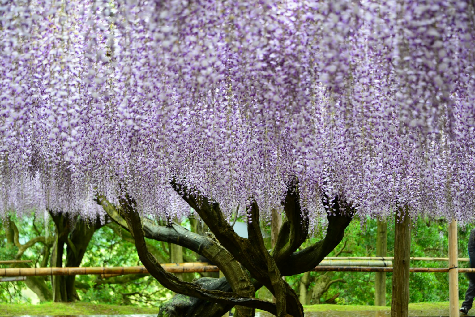 Scène magnifique sous un arbre de glycine avec des fleurs violettes en cascade