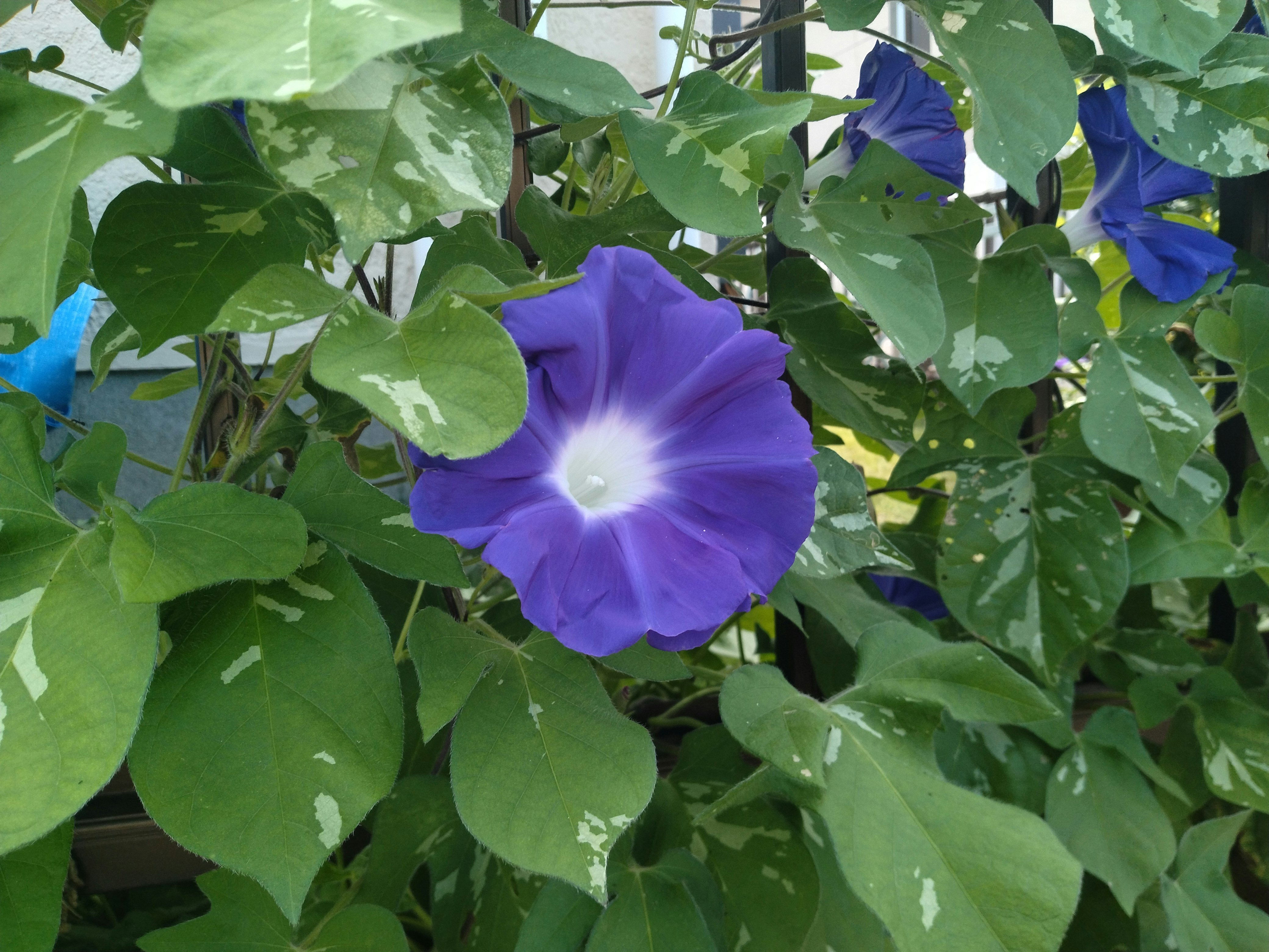 つる性の朝顔が葉に囲まれて咲く夏の花