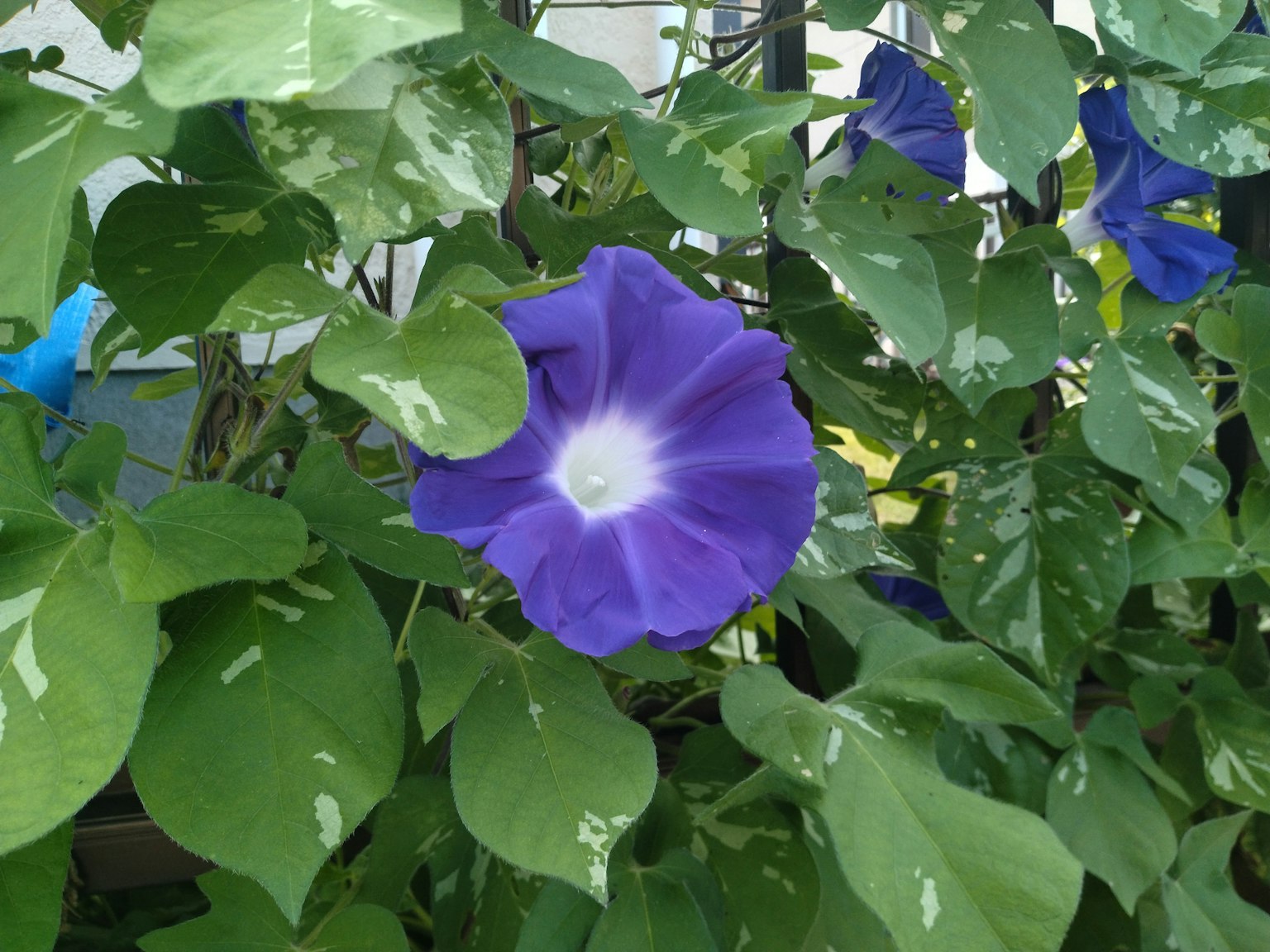 Close-up of a vibrant purple morning glory flower surrounded by green leaves