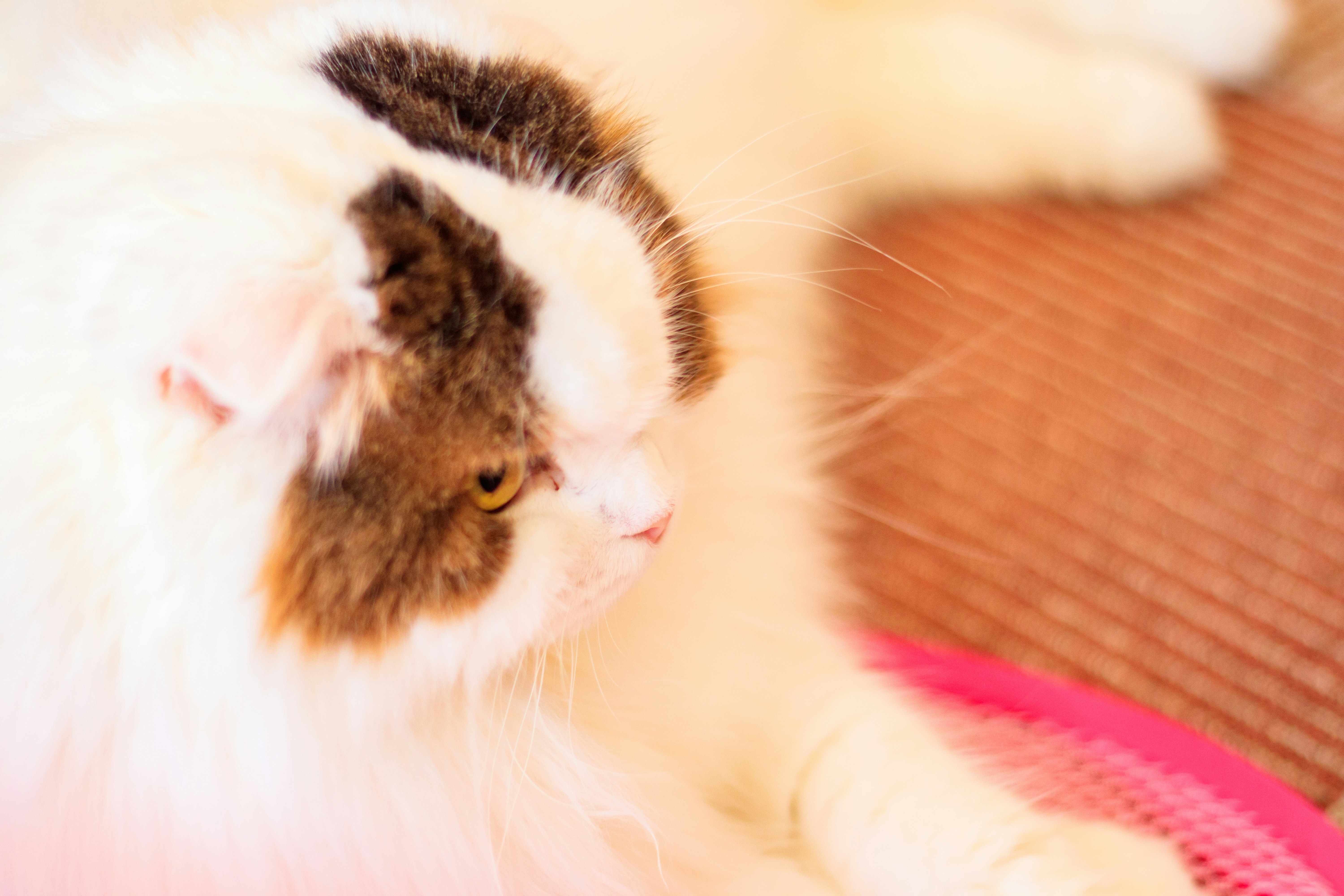 gros plan sur un chat tigré et blanc duveteux