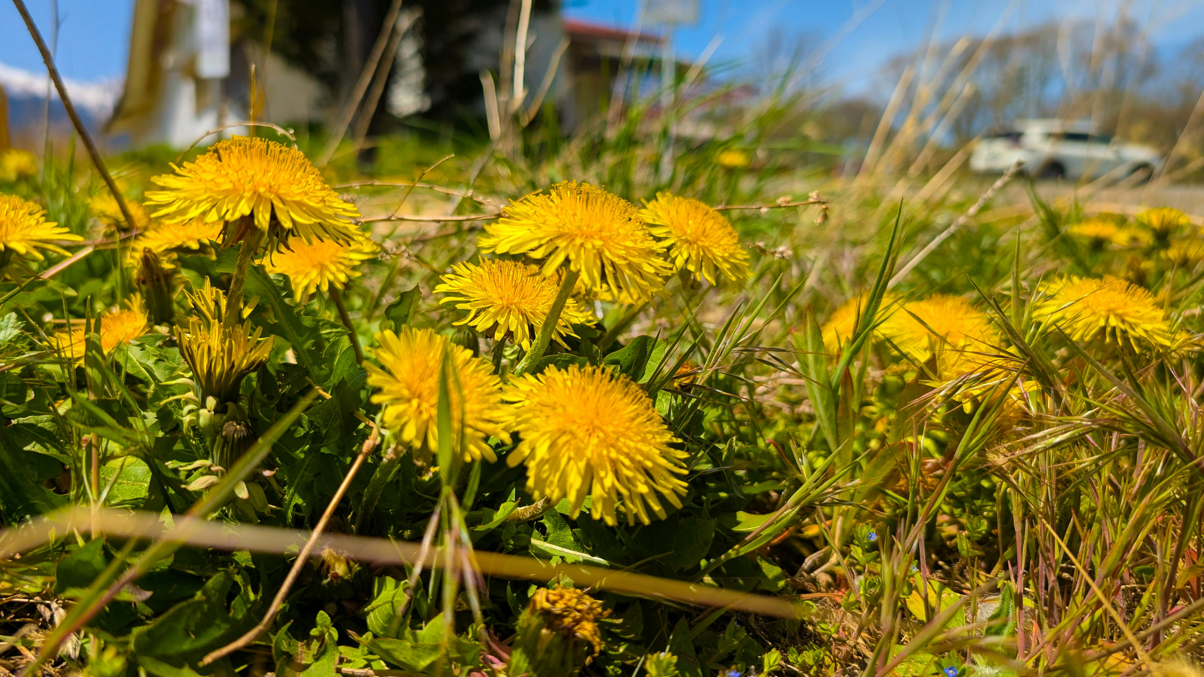 高地の草地で乱れ咲くタンポポの花