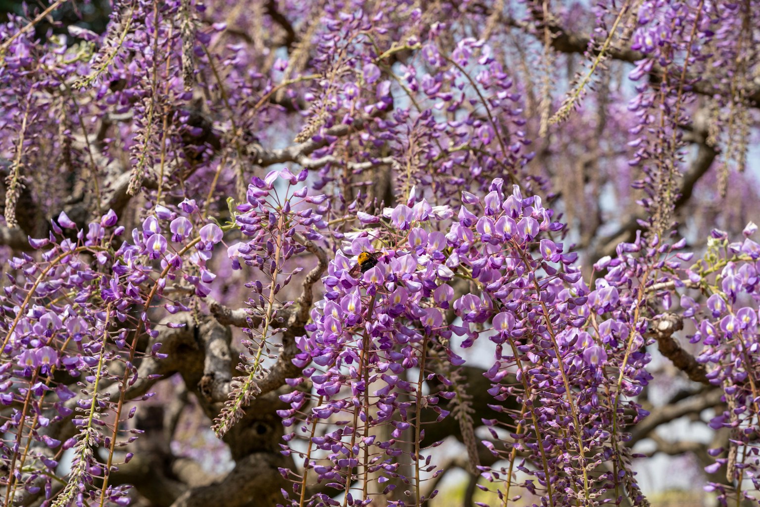 Primo piano di fiori di glicine viola in fiore su rami di albero