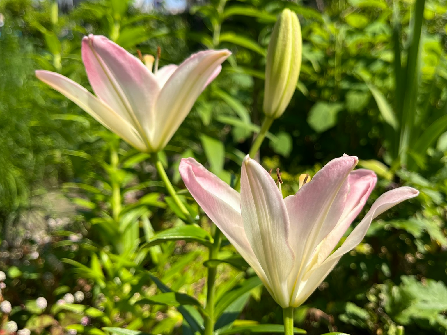 粉色和白色的百合在綠色背景下綻放
