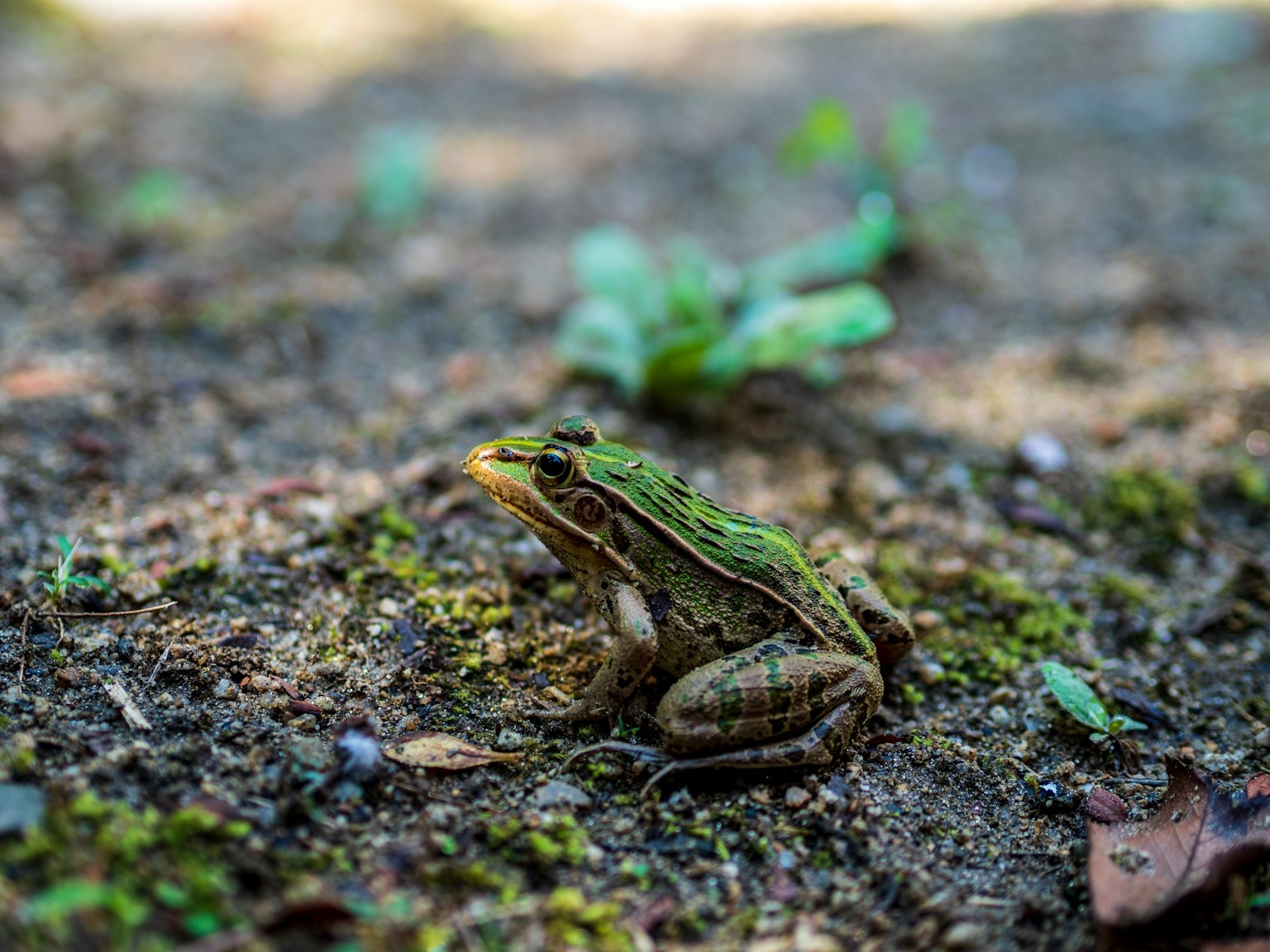 Gambar close-up katak hijau yang duduk di tanah