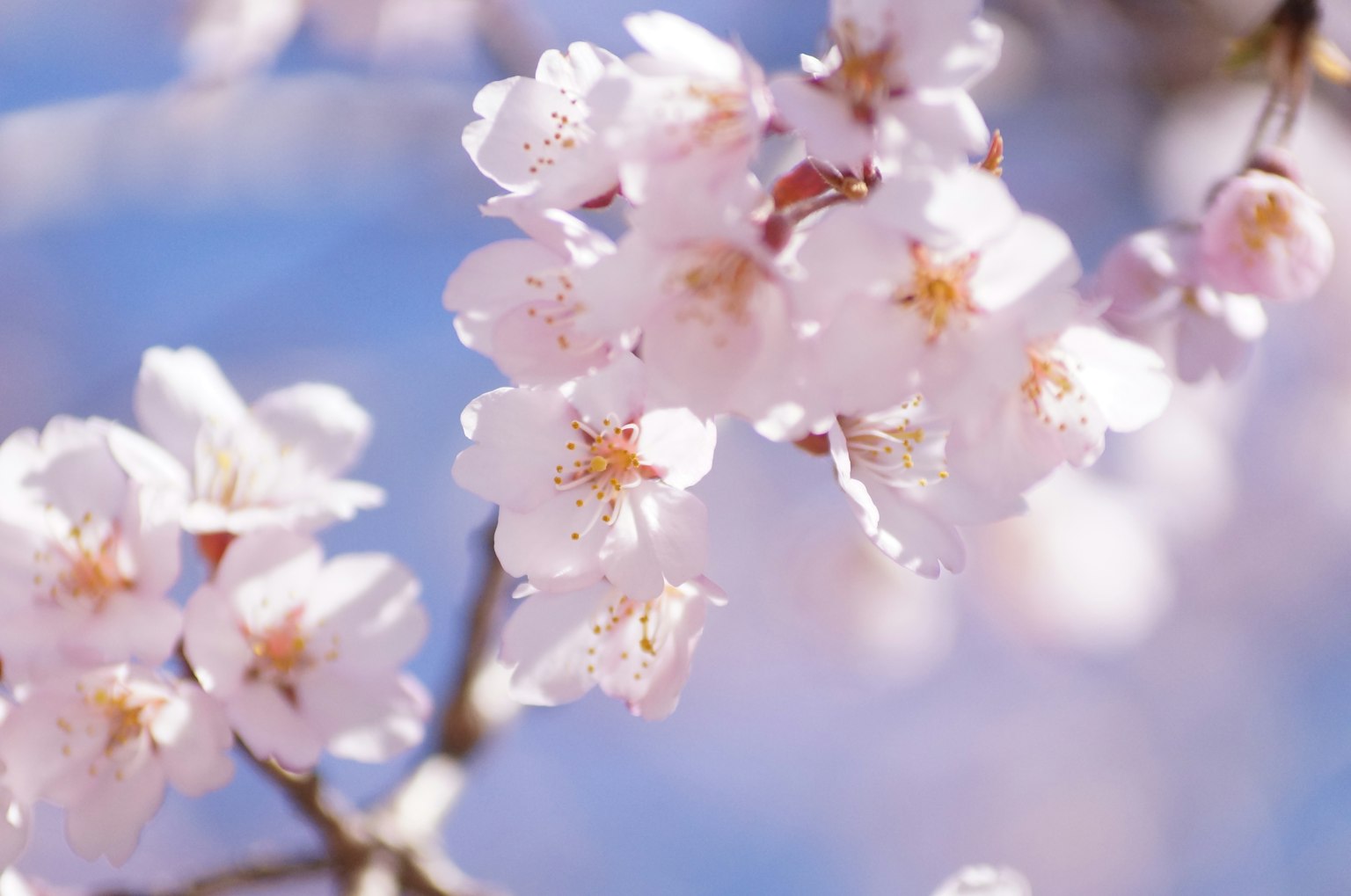 Kirschblüten blühen unter einem blauen Himmel