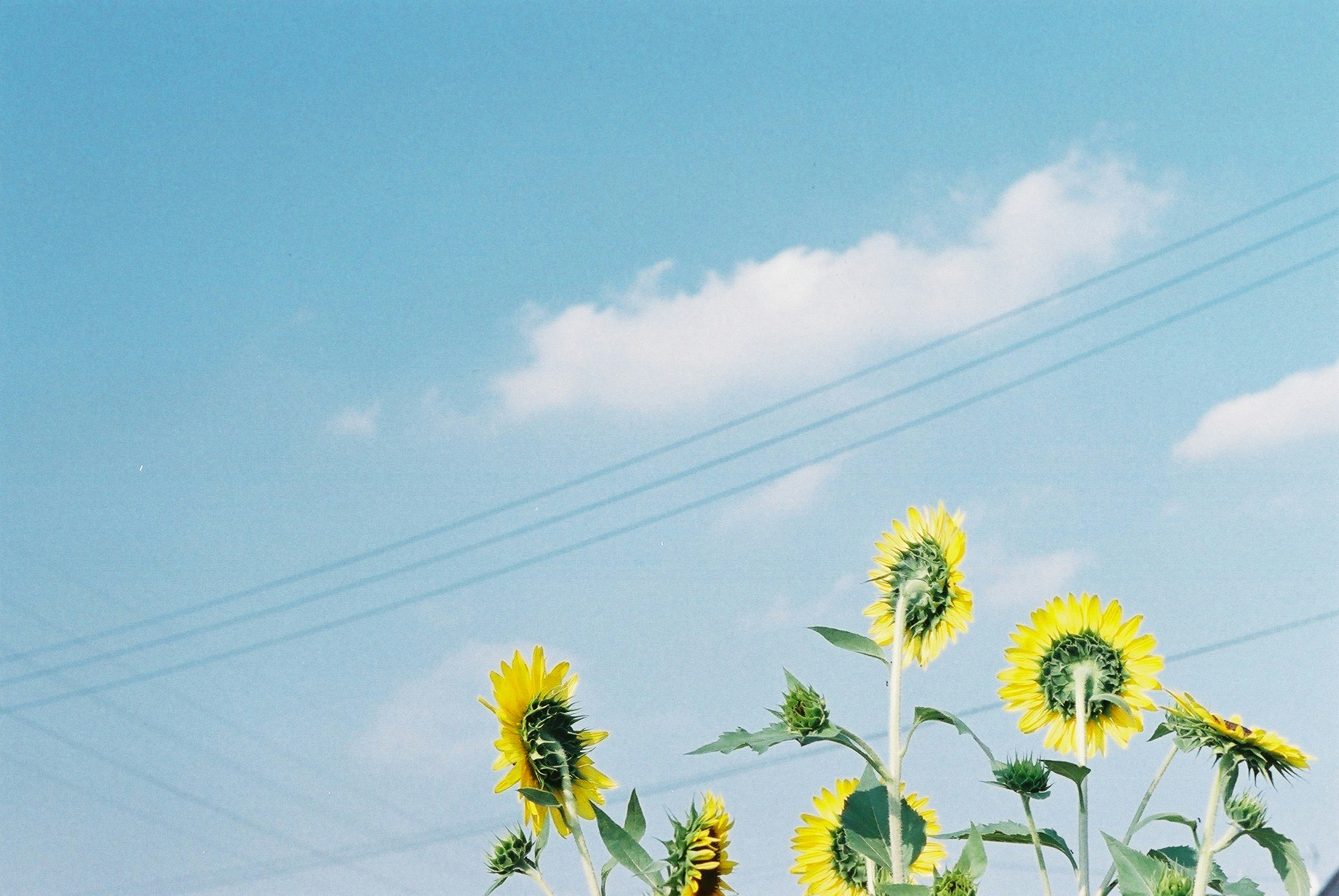 sunflowers blooming under a blue sky