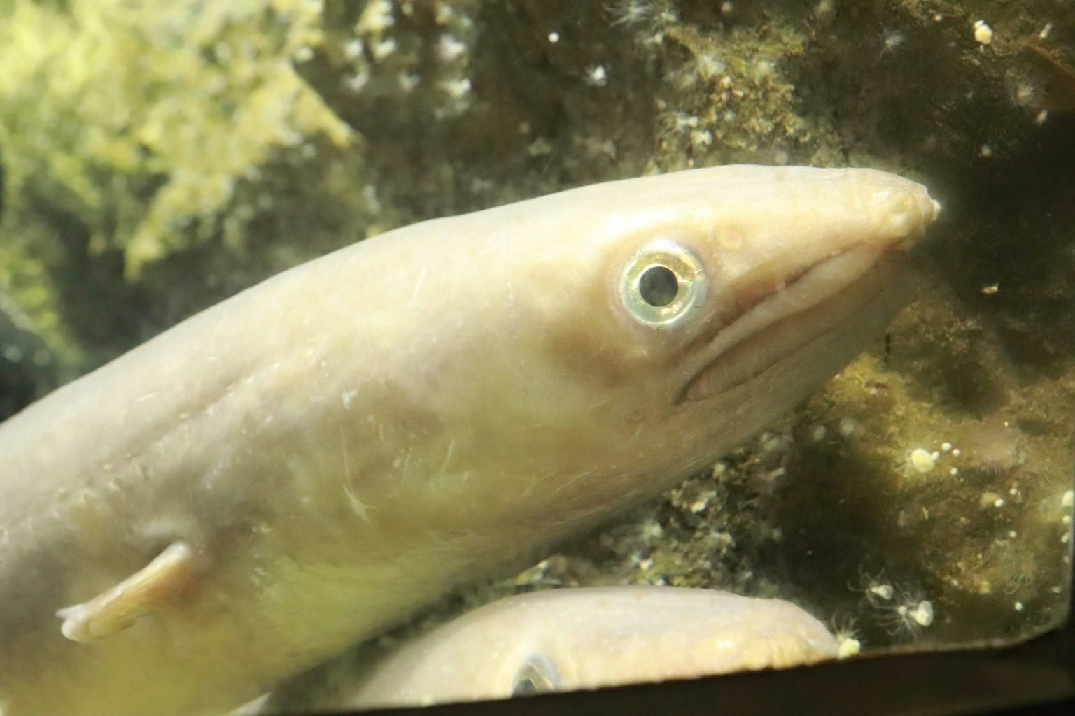 Ein blassfarbener aalähnlicher Fisch schwimmt unter Wasser