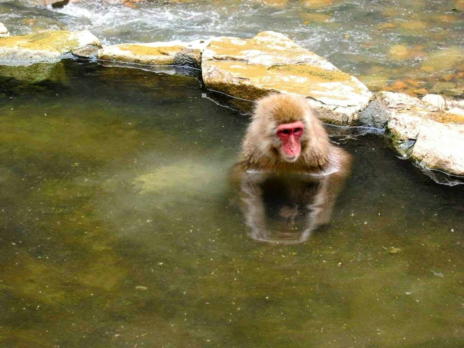 Un mono sentado en el agua con su reflejo visible