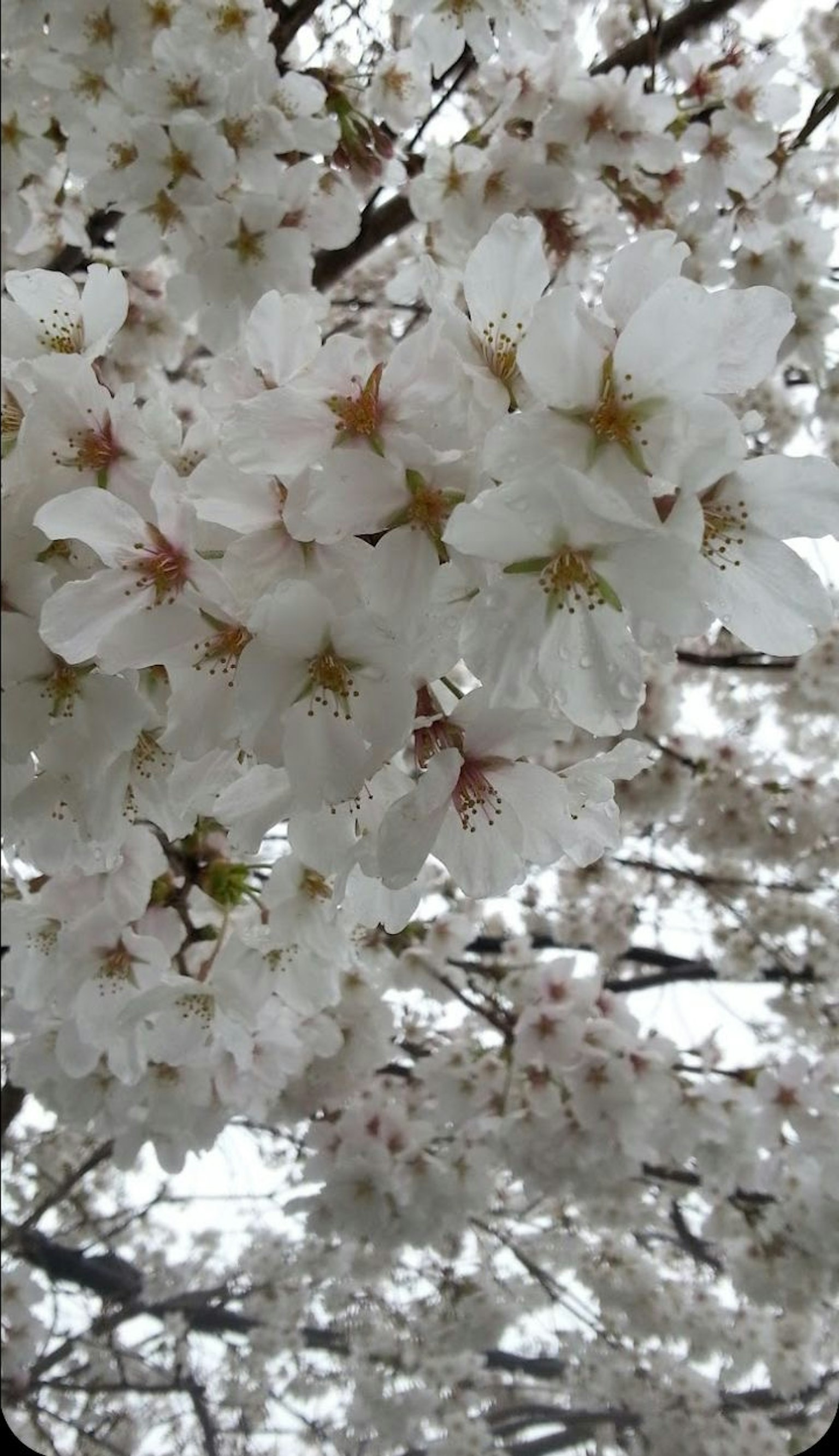 櫻花盛開 白色花瓣和柔和粉色中心