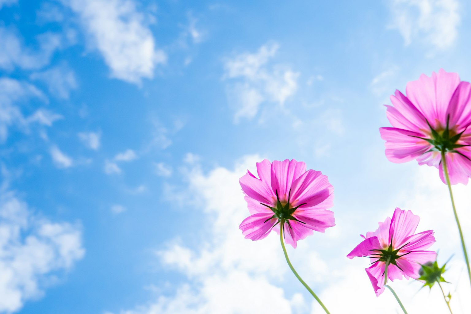 蓝天背景下的粉色花朵特写
