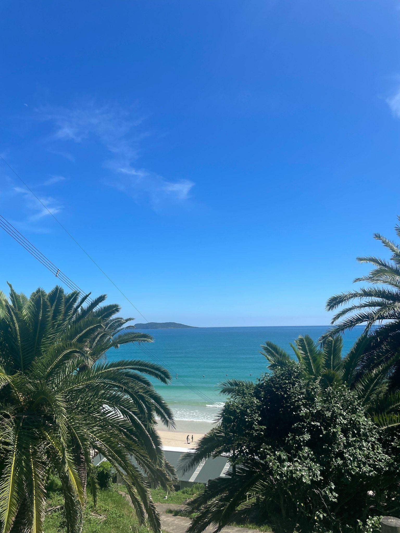 Cảnh biển với bầu trời xanh và đại dương cây cọ ở phía trước