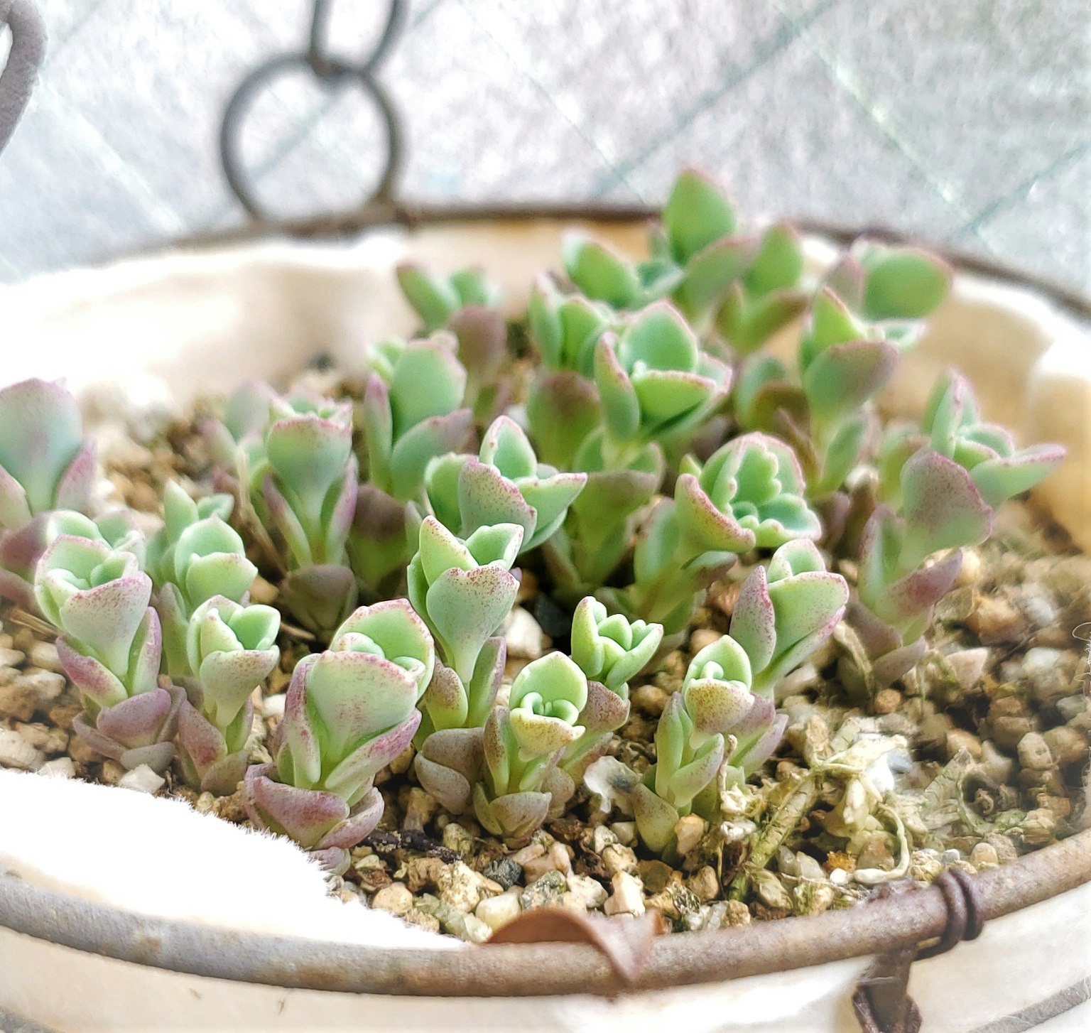 Plantes succulentes vertes disposées dans un pot