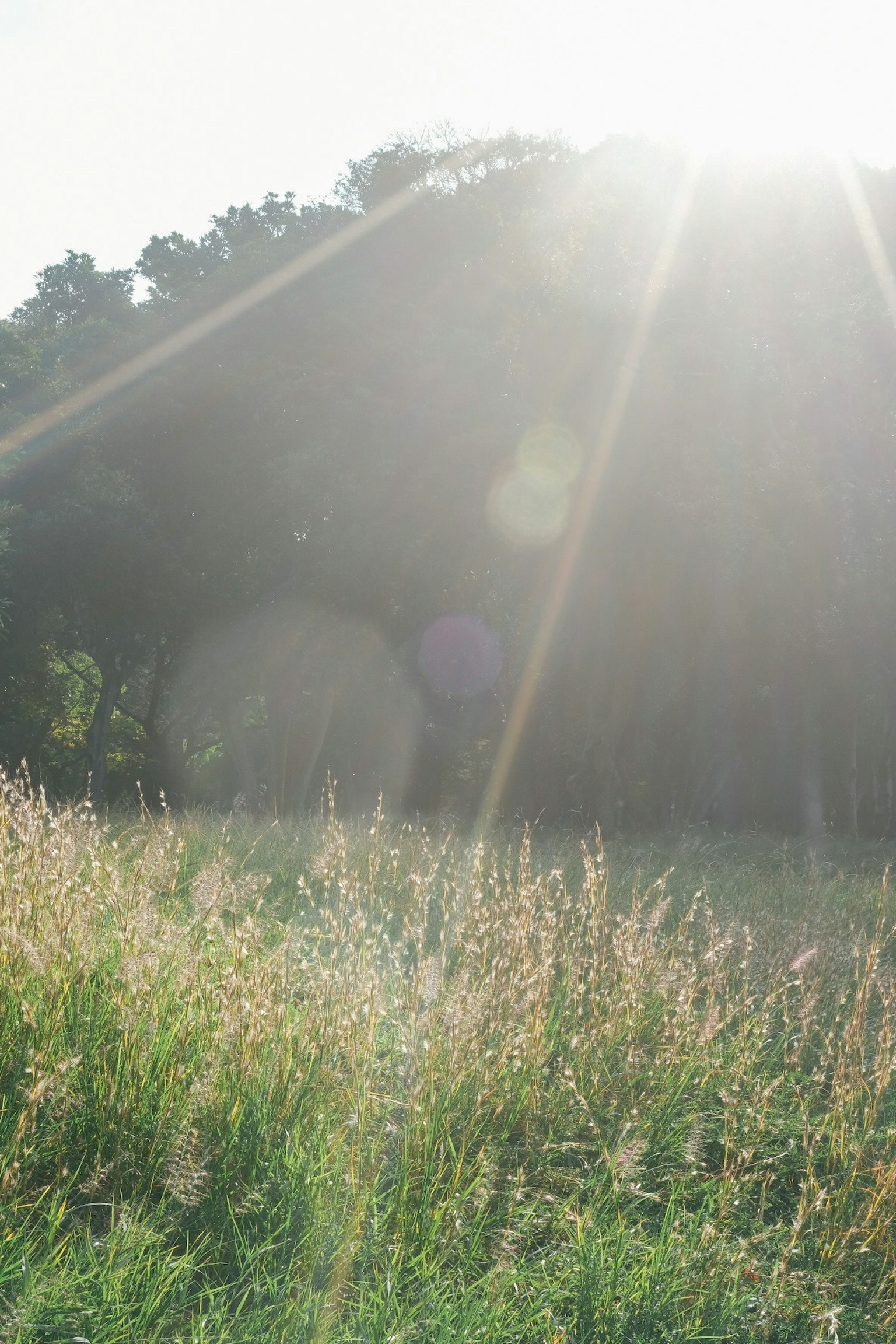 太陽の光が差し込む草原の風景 緑の草と柔らかな光の効果