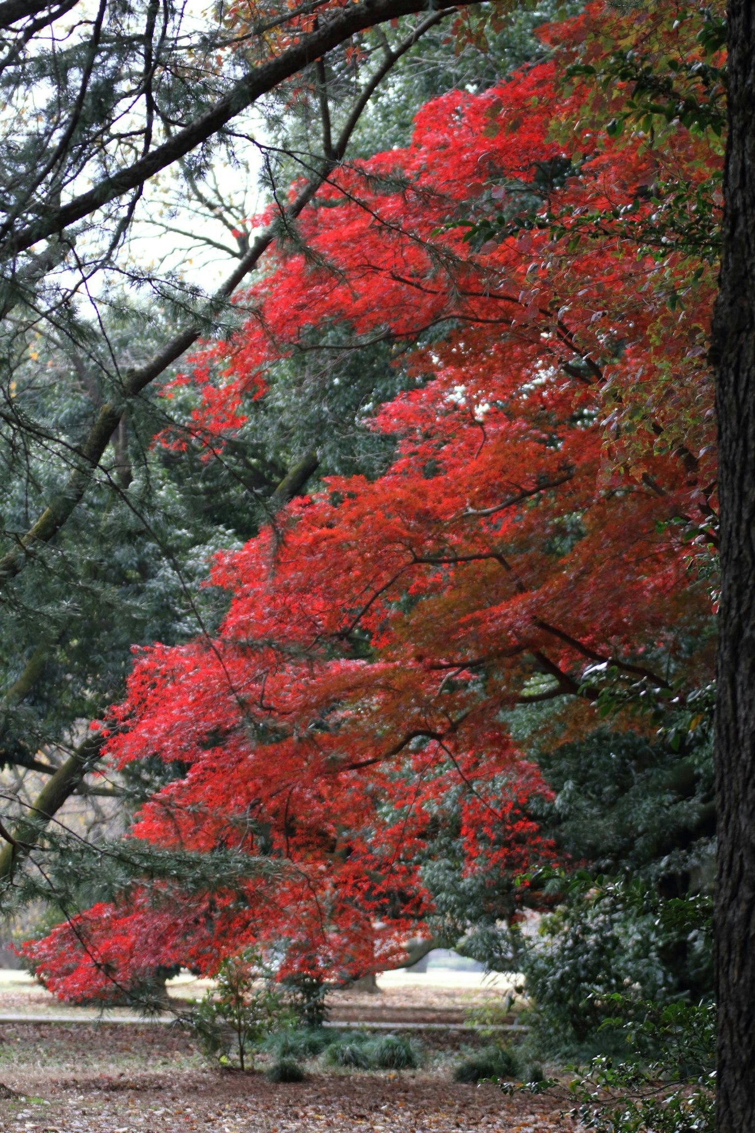 Primo piano di rami di albero con foglie rosse vivaci