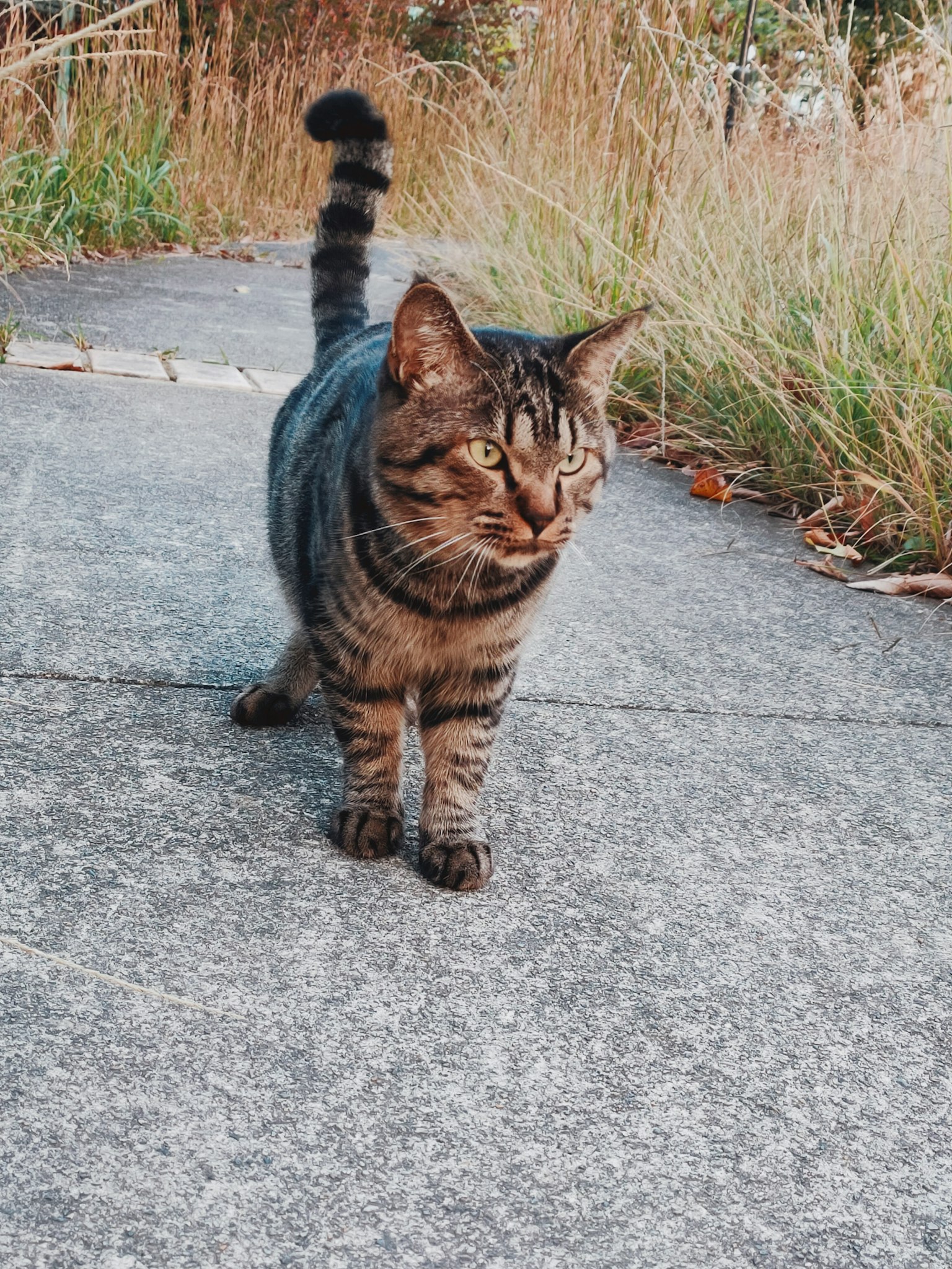 Un gatto a strisce che cammina su un sentiero circondato da erba