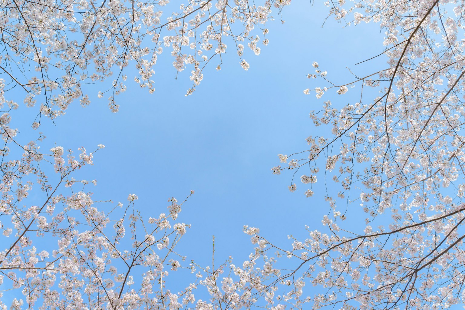 Cabang bunga sakura membingkai langit biru yang cerah
