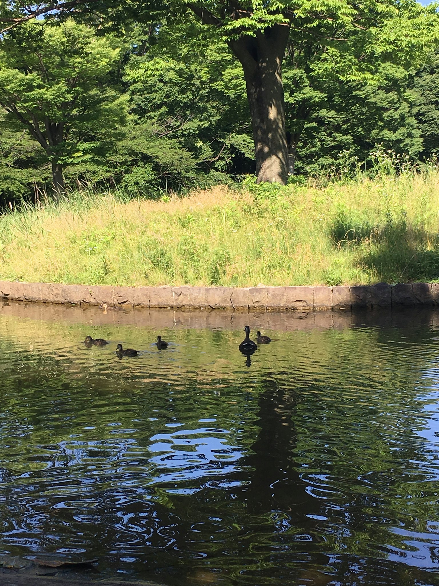 Canards nageant dans un étang serein avec un environnement verdoyant