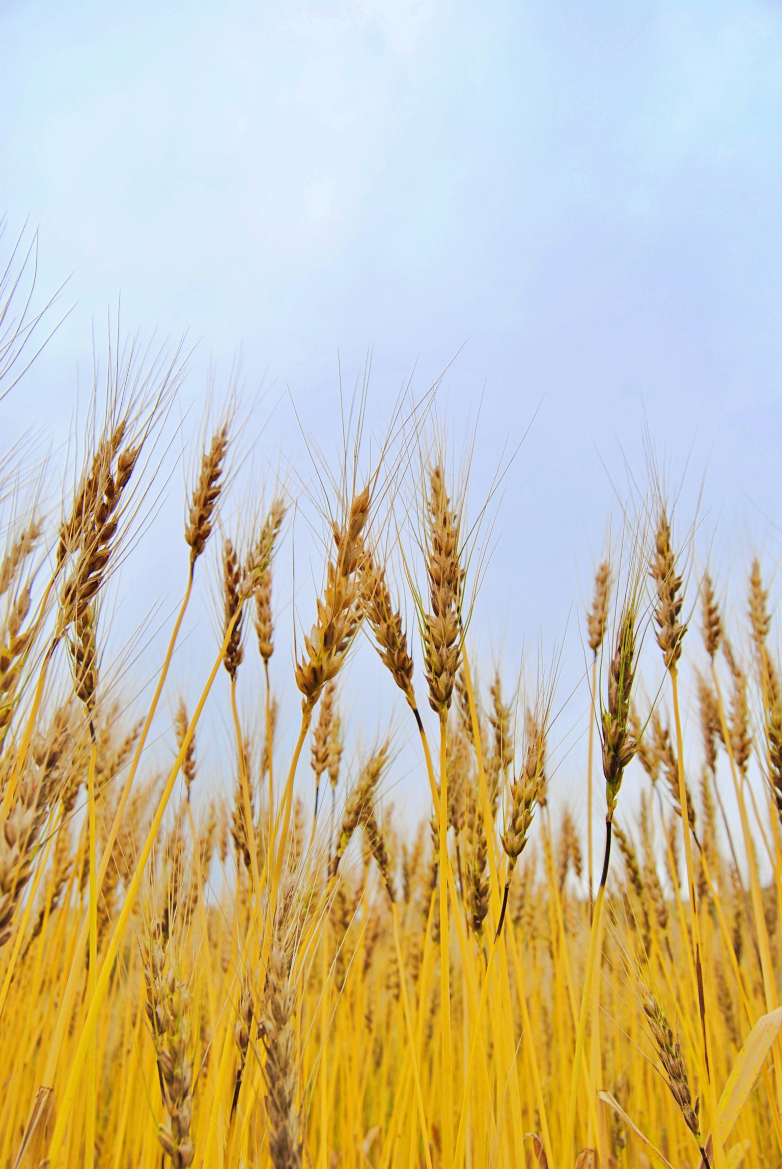 Nahaufnahme eines goldenen Weizenfeldes, das unter blauem Himmel weht