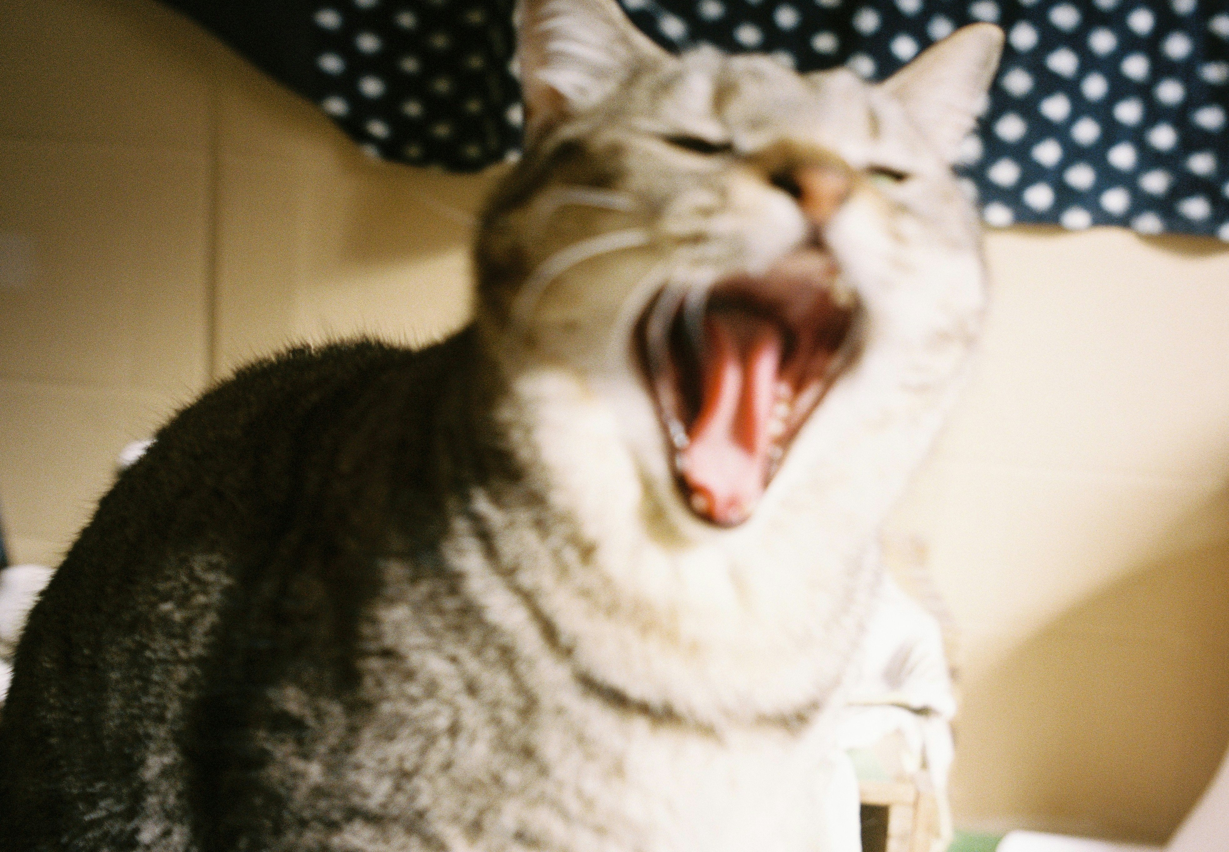 Close-up image of a cat yawning