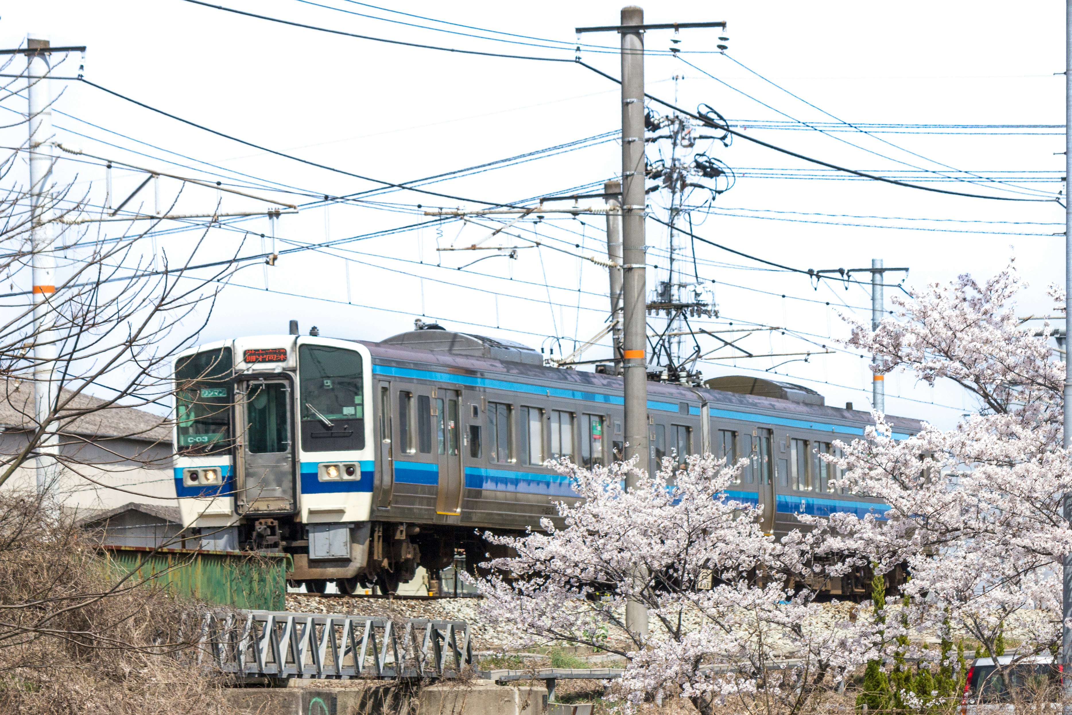 櫻花旁行駛的列車