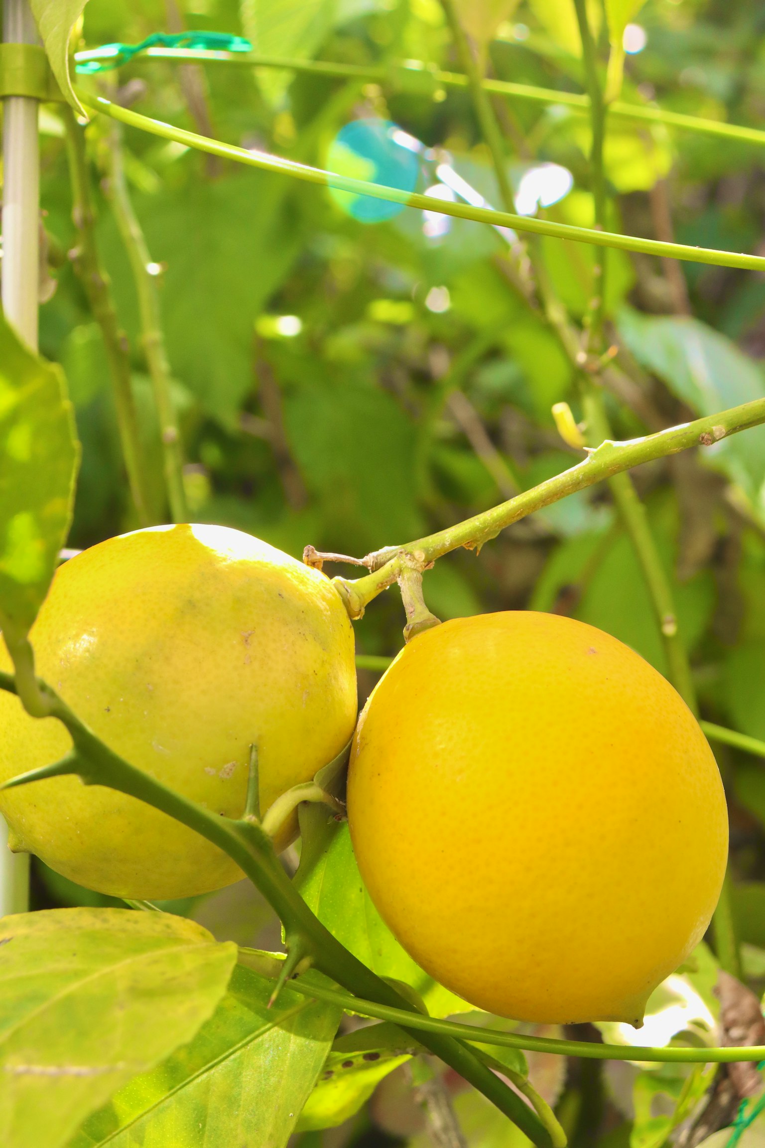 Due frutti gialli circondati da foglie verdi