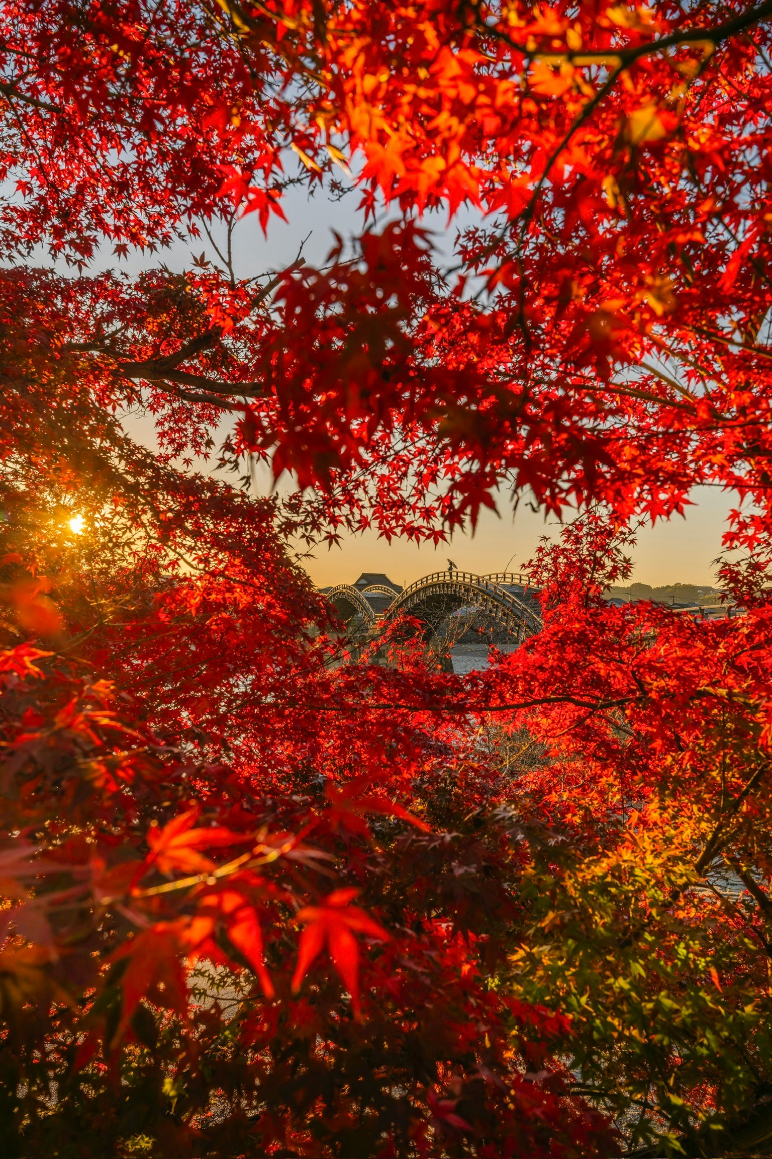 紅葉した木々の間から見える夕日と橋の景色