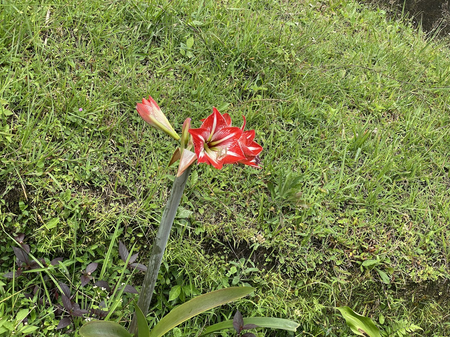 Bunga merah mekar di antara rumput hijau