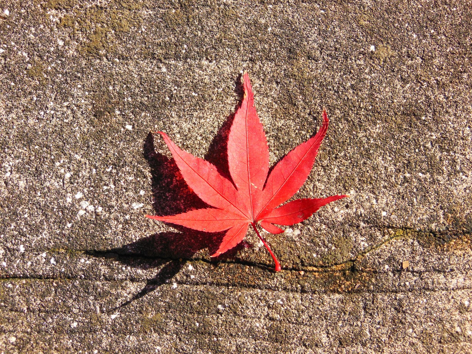 A red maple leaf resting on concrete surface