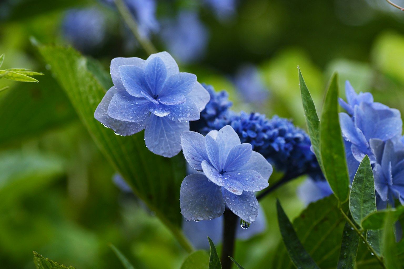 Beautiful scene of blue flowers and vibrant green leaves